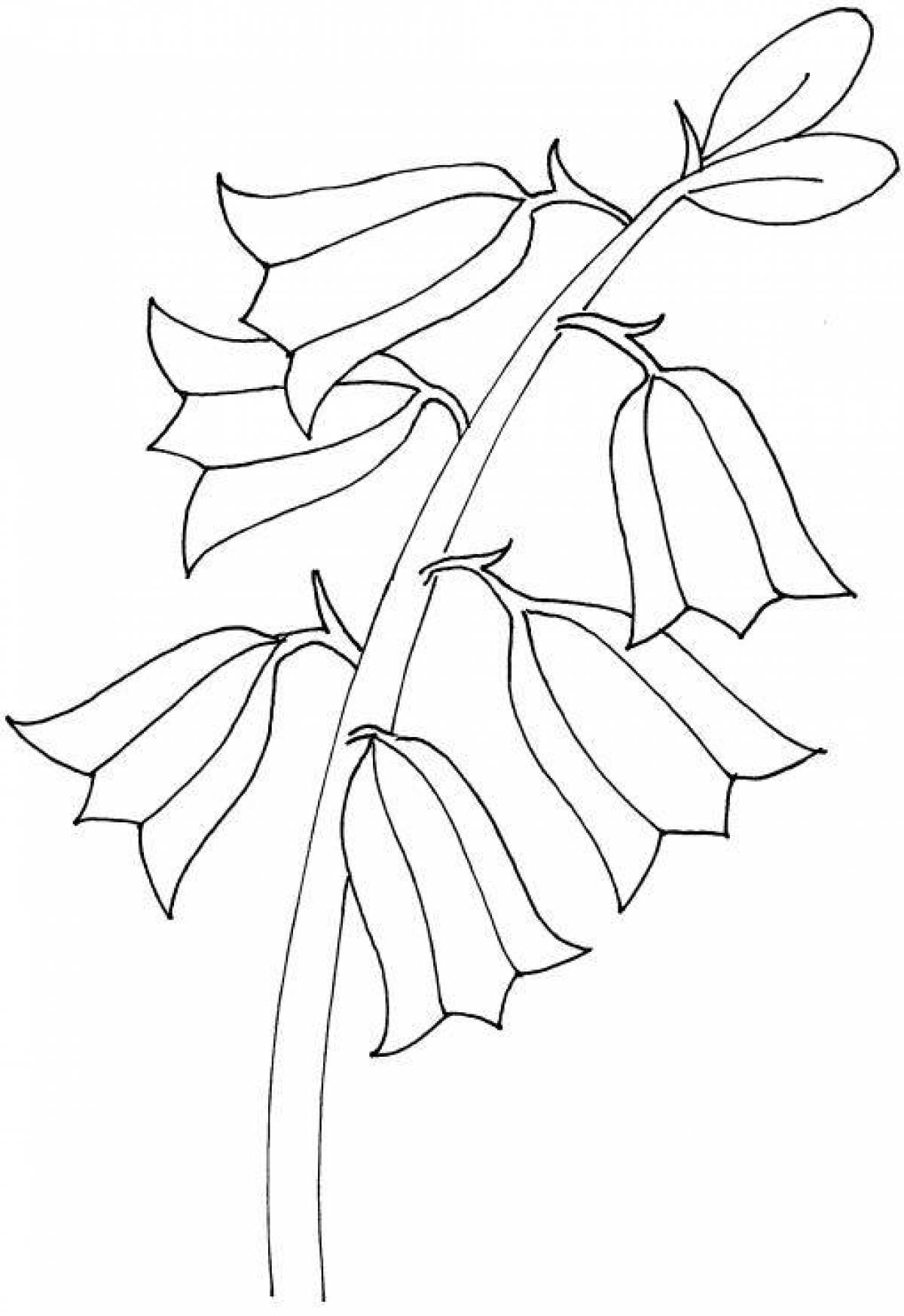 Колокольчик цветок раскраска для детей