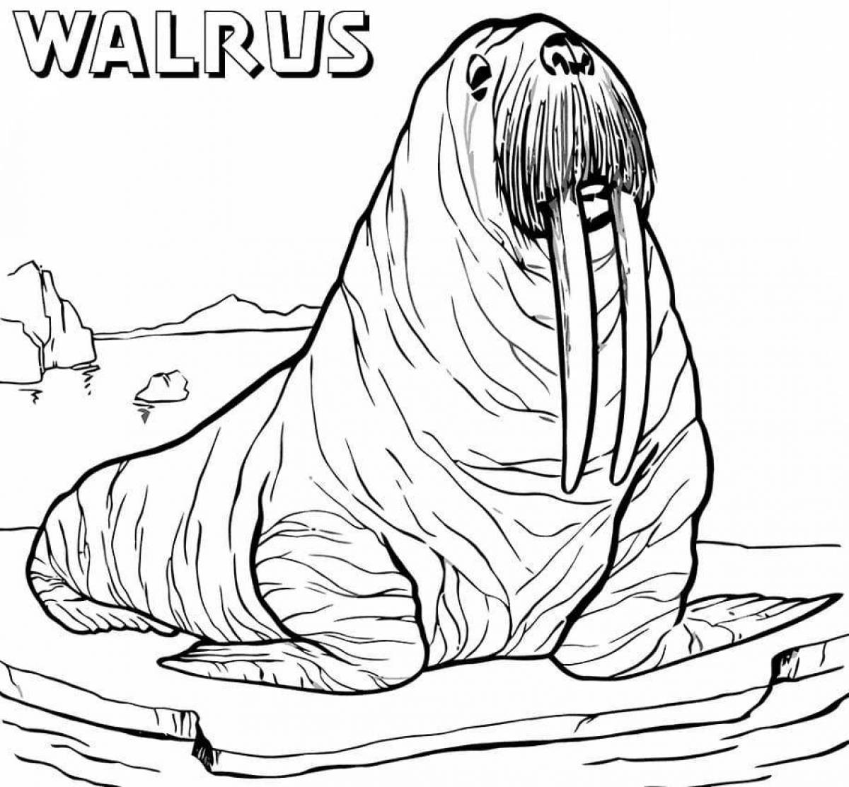 Walrus fun coloring for kids