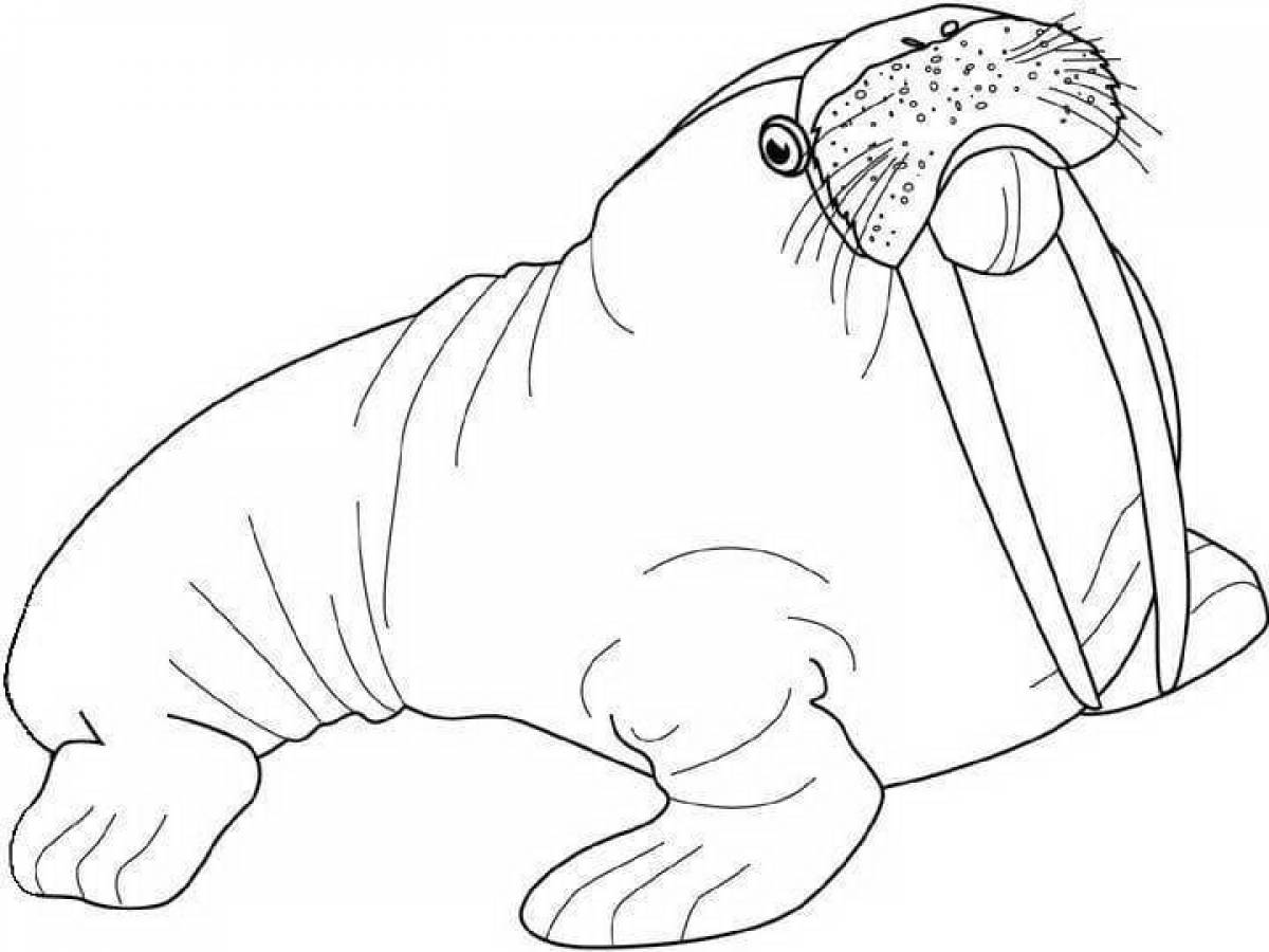 Cheerful walrus coloring for children