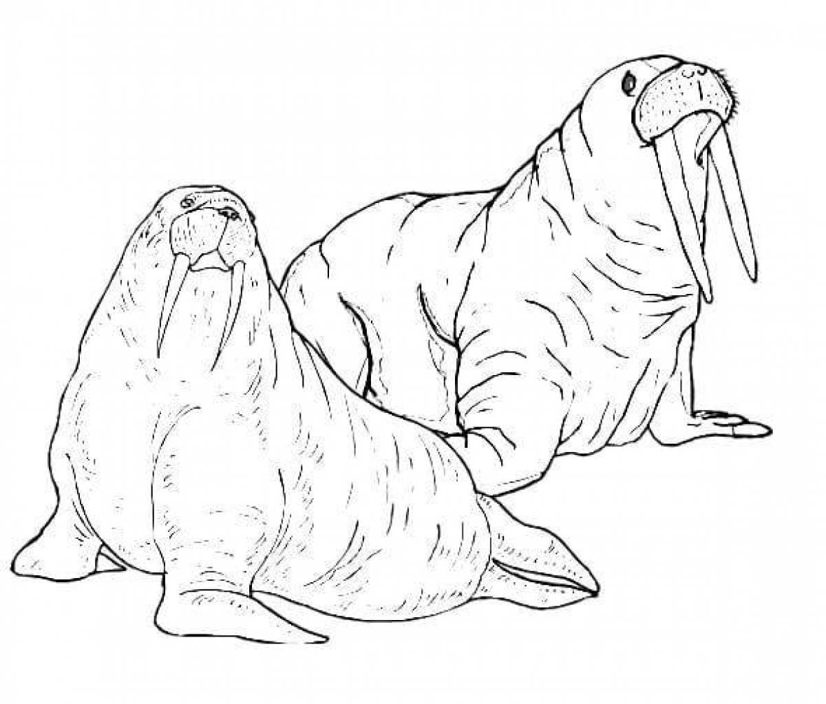 Glorious walrus coloring pages for kids