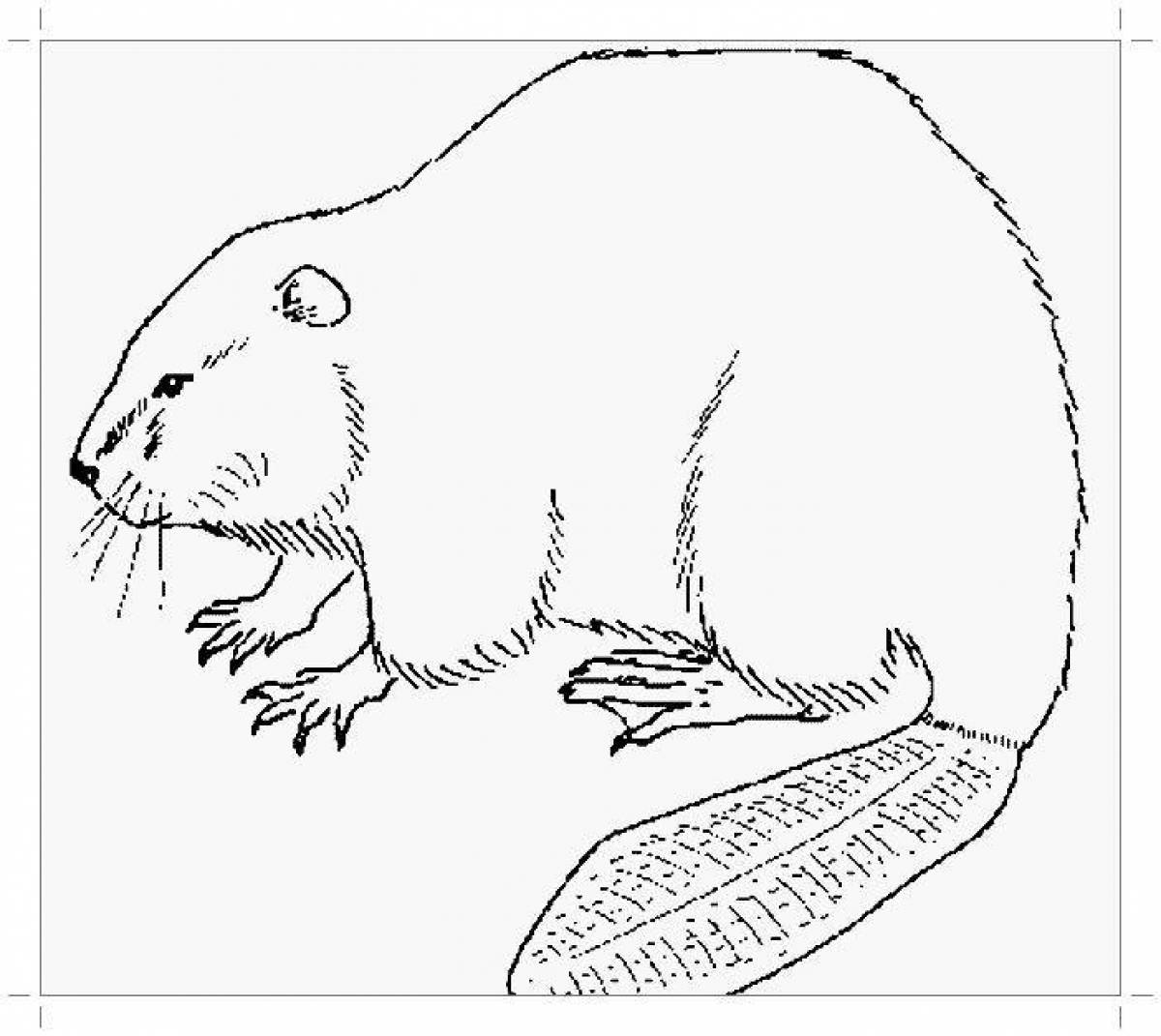 Beaver Live Coloring