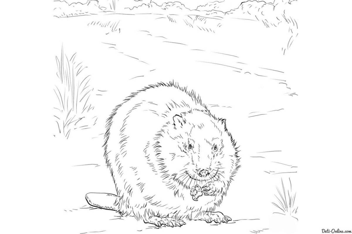Radiated beaver coloring page