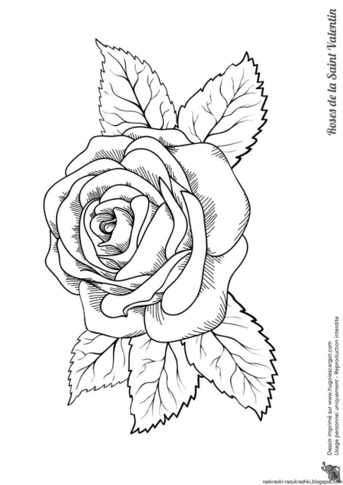 Beautiful rose flower coloring book