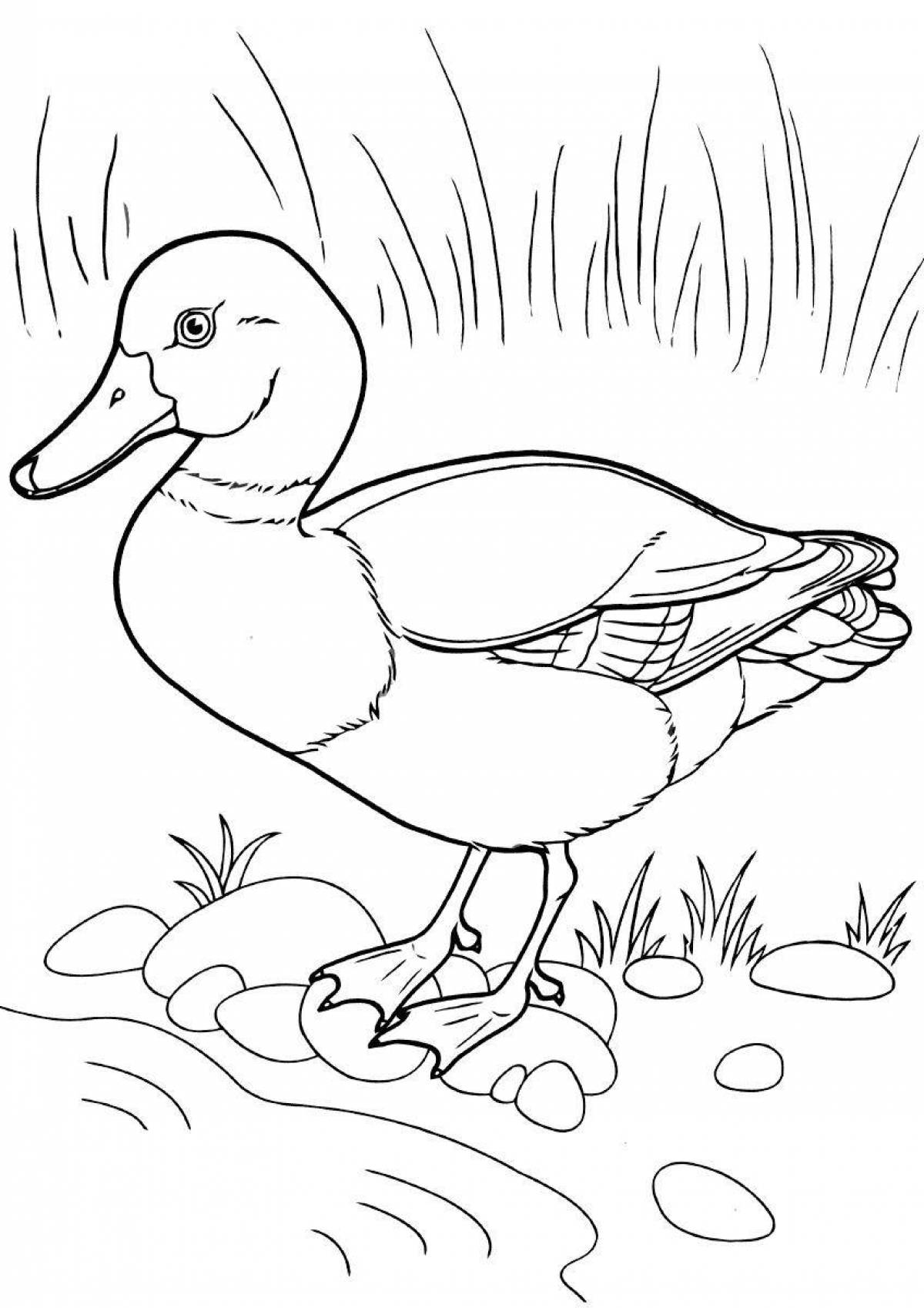 Joyful mandarin duck coloring book