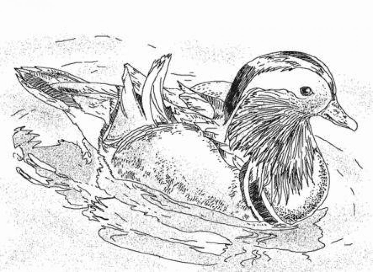Glowing mandarin duck coloring page