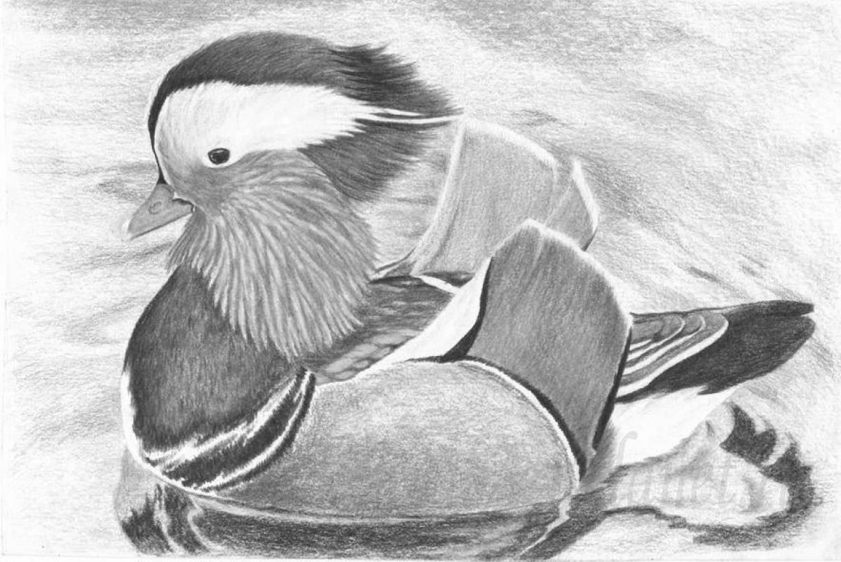 Gorgeous mandarin duck coloring page