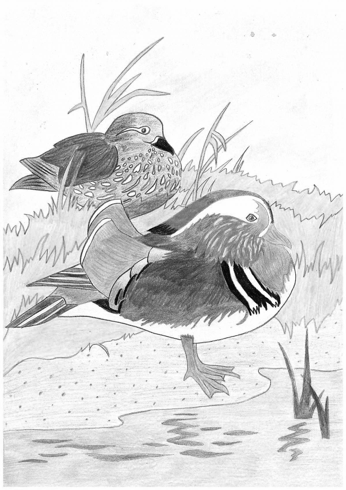 Coloring page elegant mandarin duck