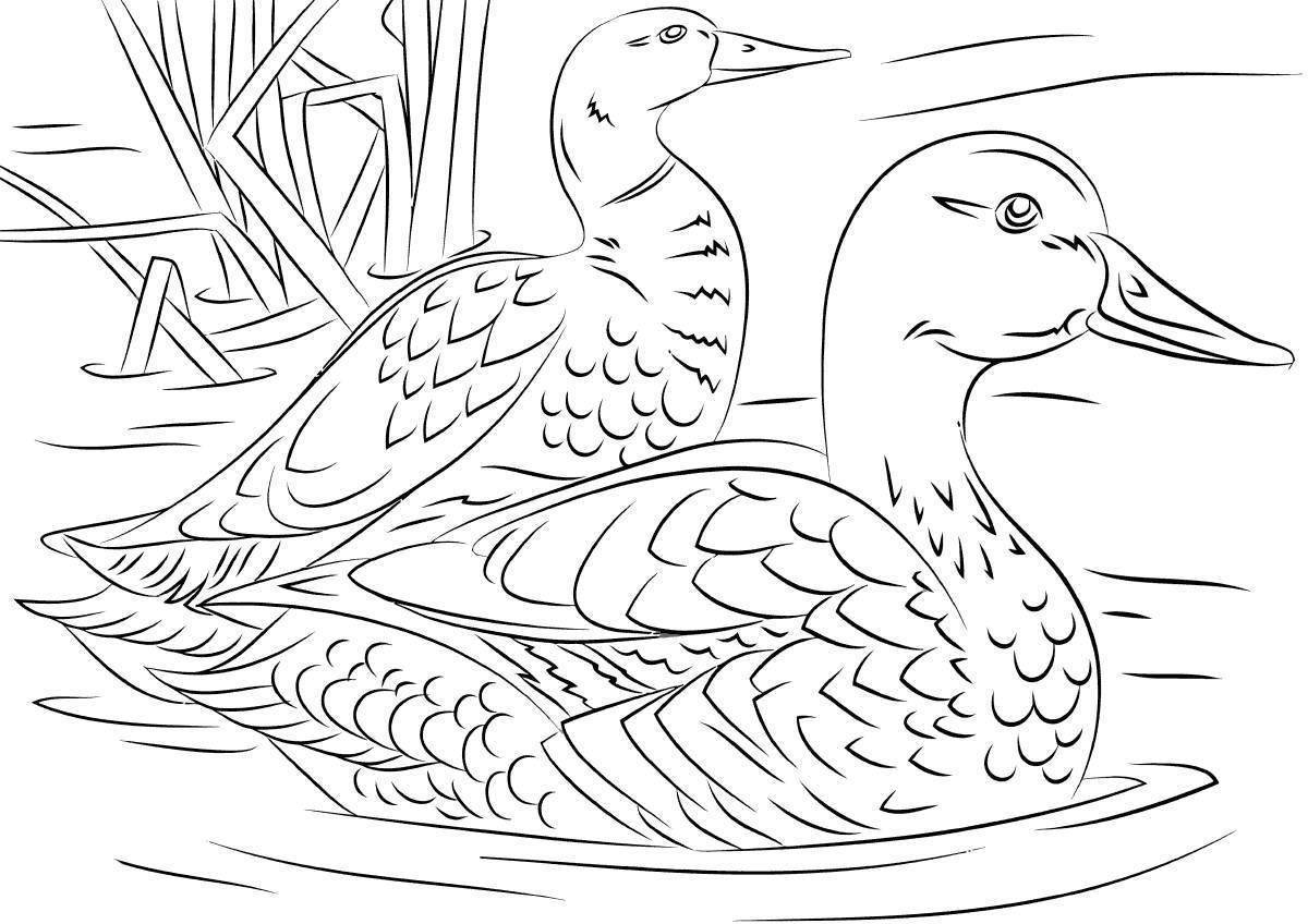 Adorable mandarin duck coloring page