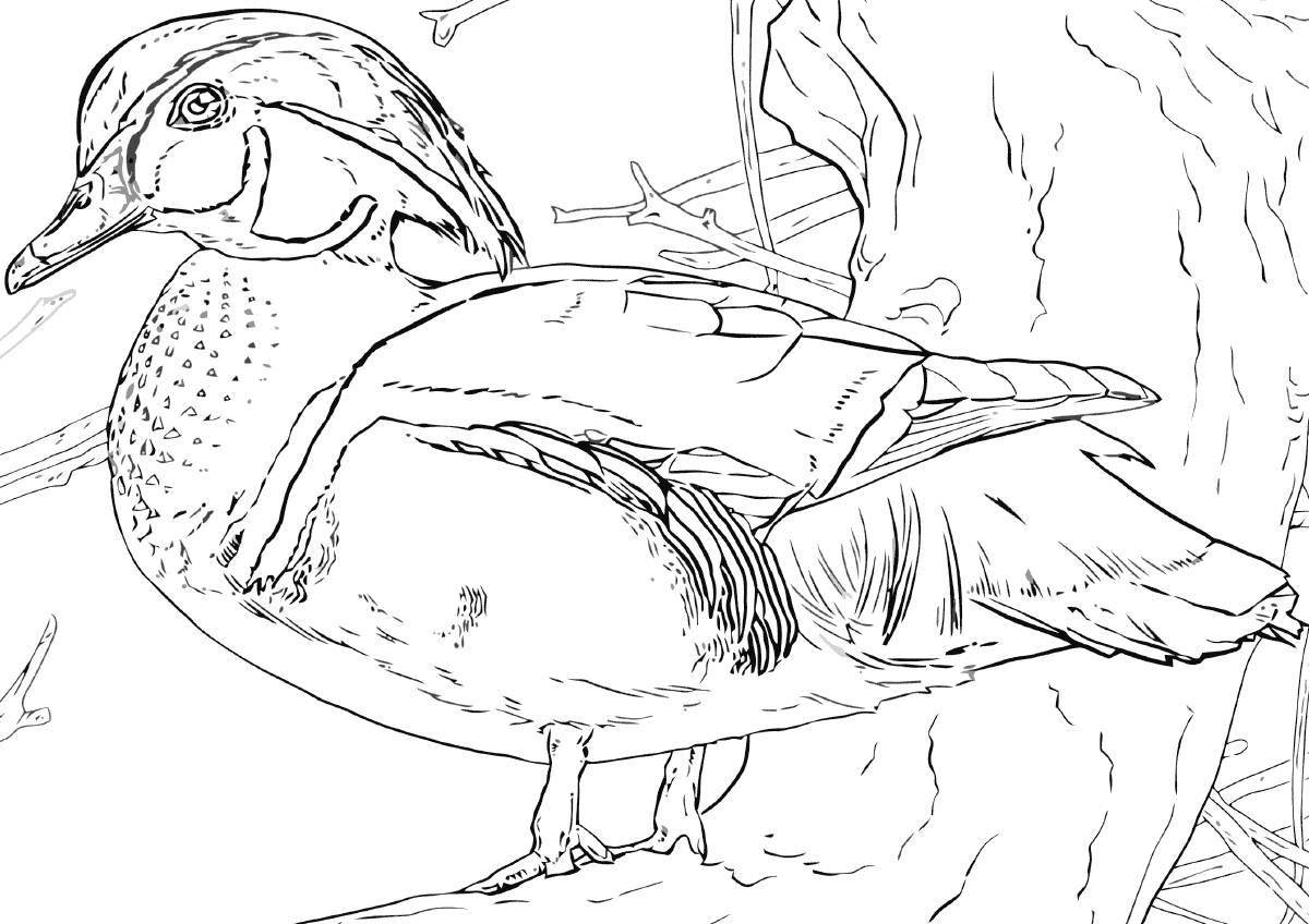 Coloring page Mysterious mandarin duck