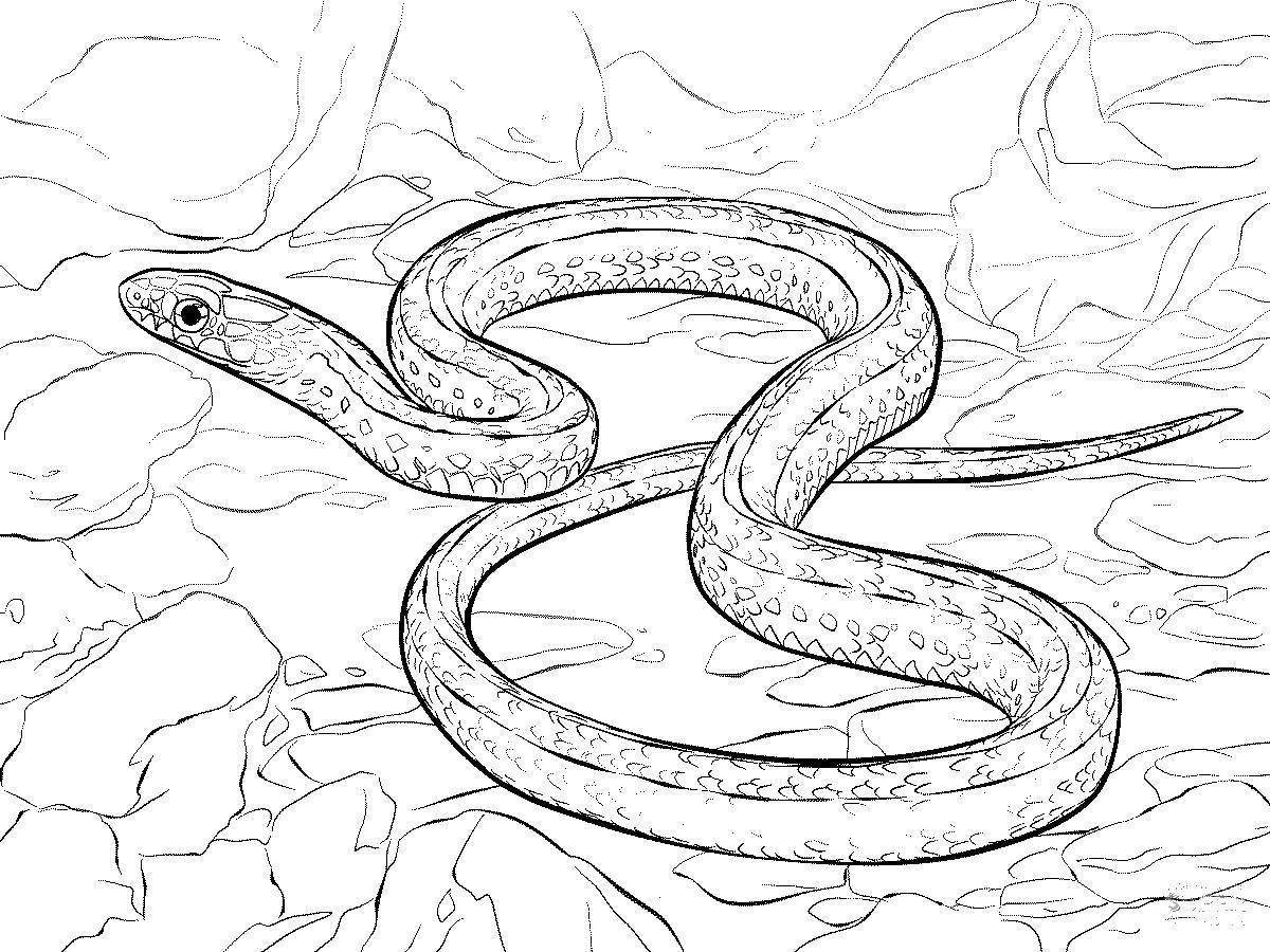 Charming snake coloring page