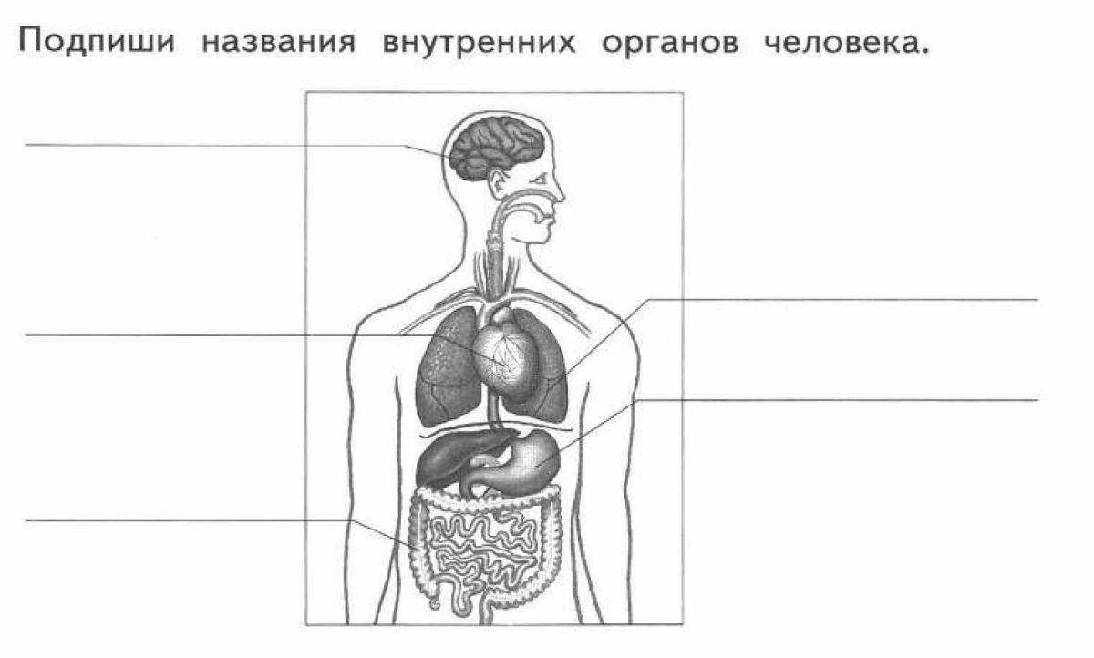 Рисунок строения тела человека