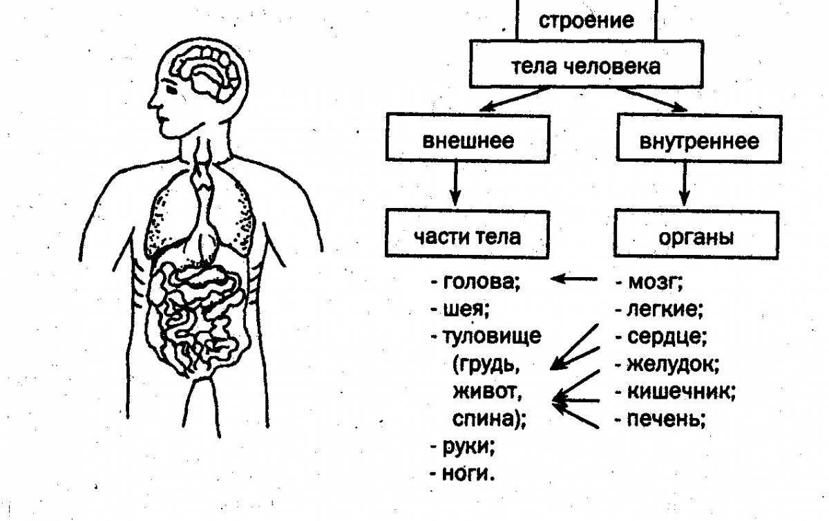 Внешнее строение человека 3 класс окружающий мир схема