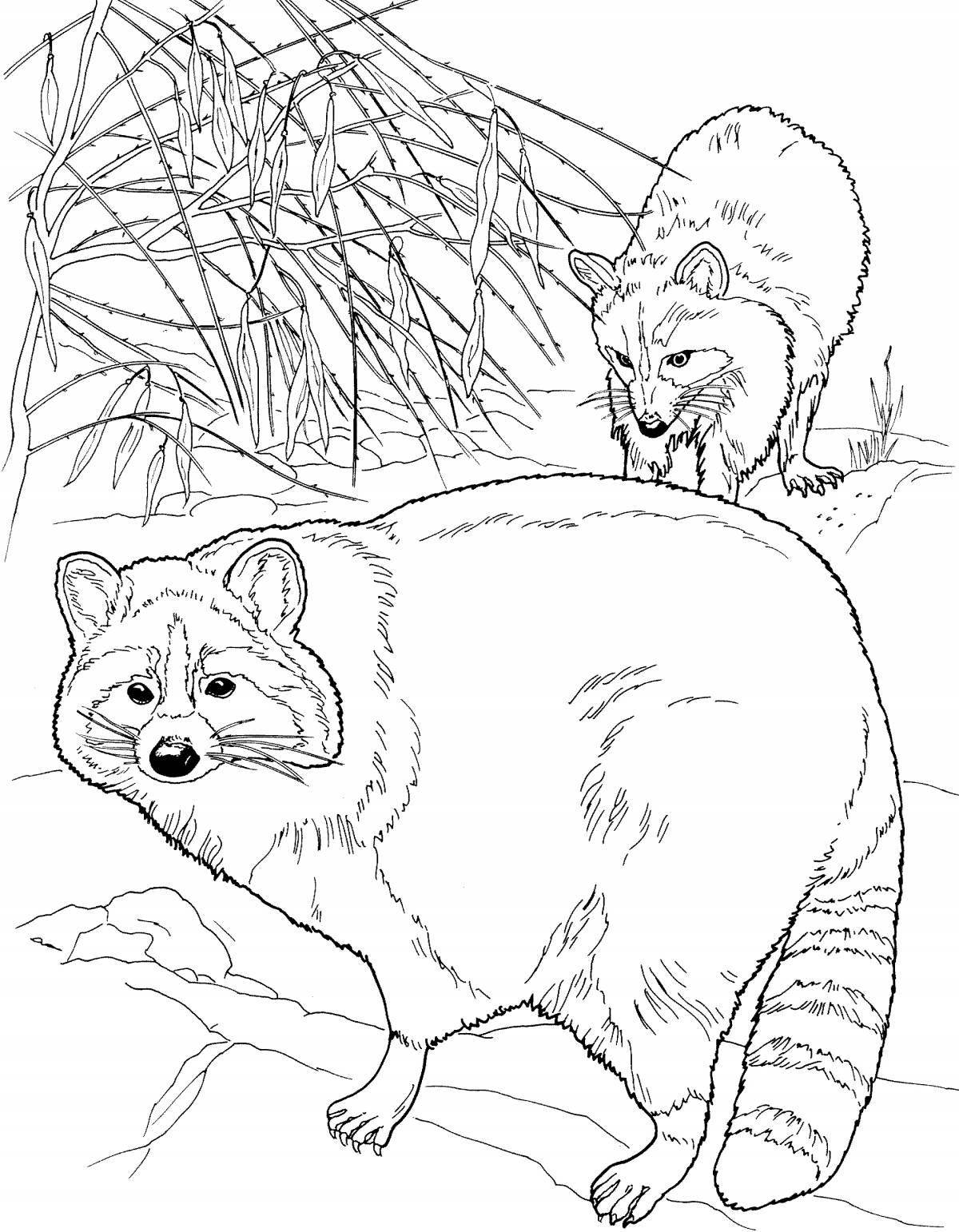 Fancy raccoon coloring for kids