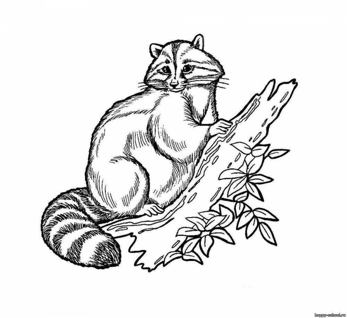 Coloured raccoon coloring book for kids