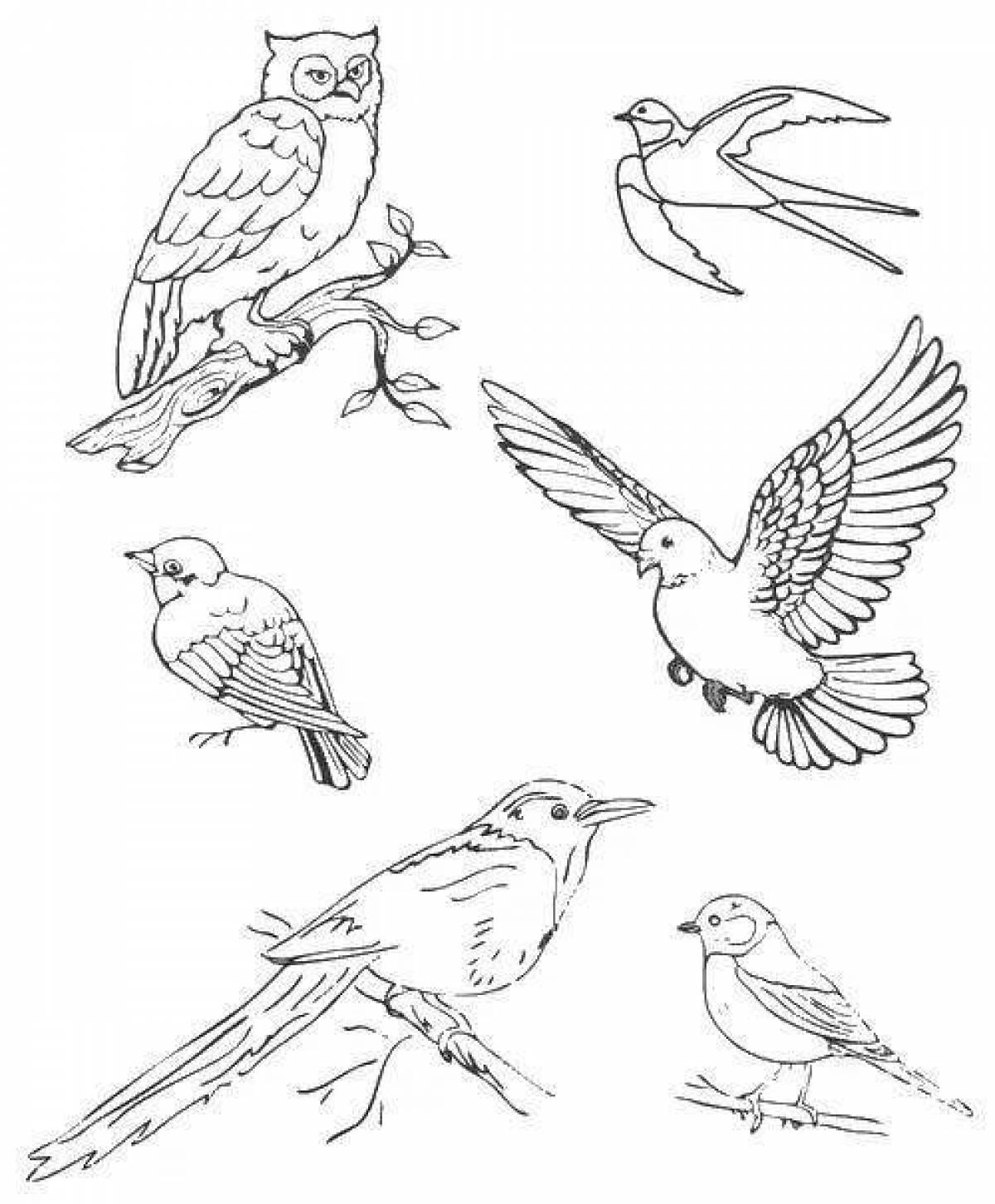 Colourful wintering birds coloring page