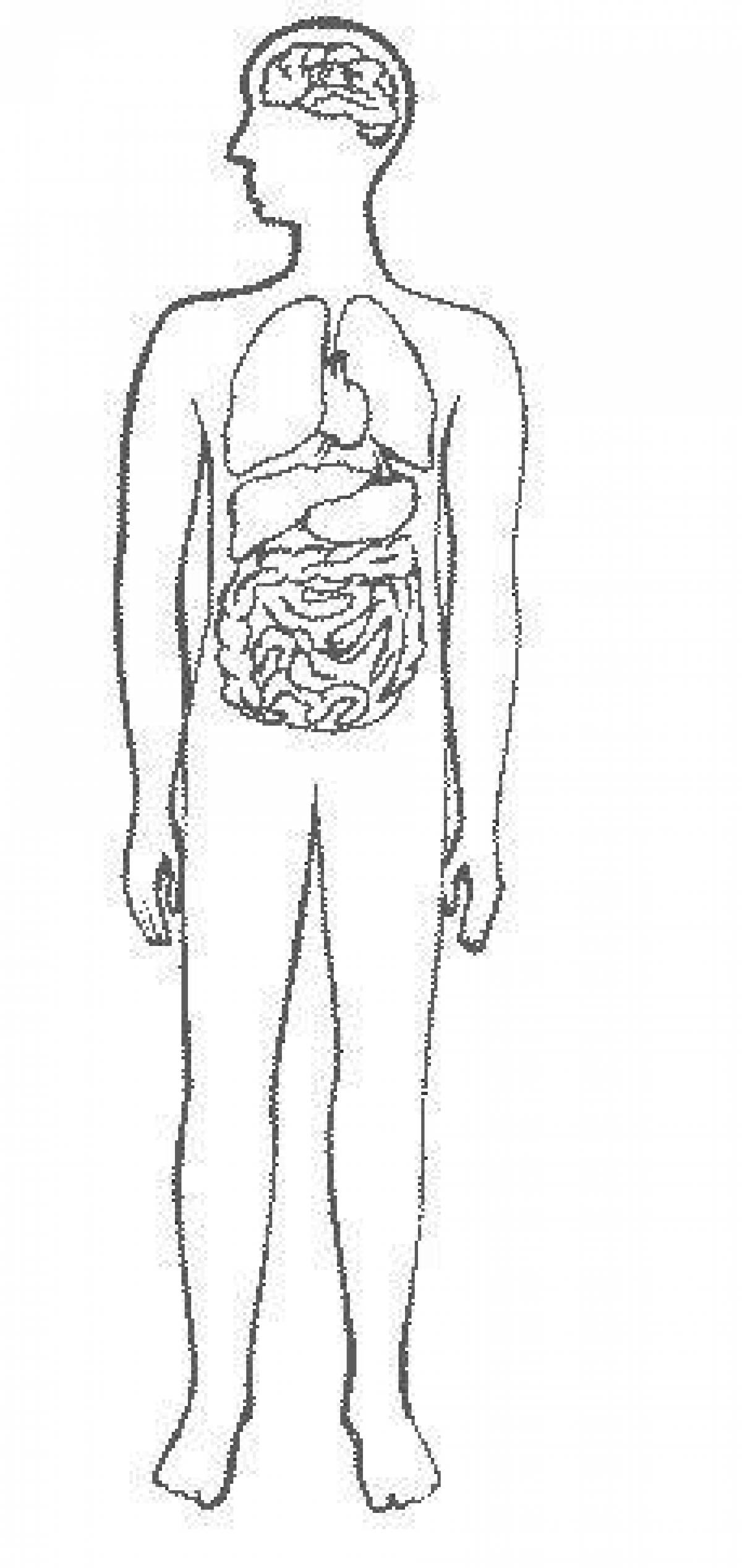 Detailed coloring of the structure of the human body Grade 2