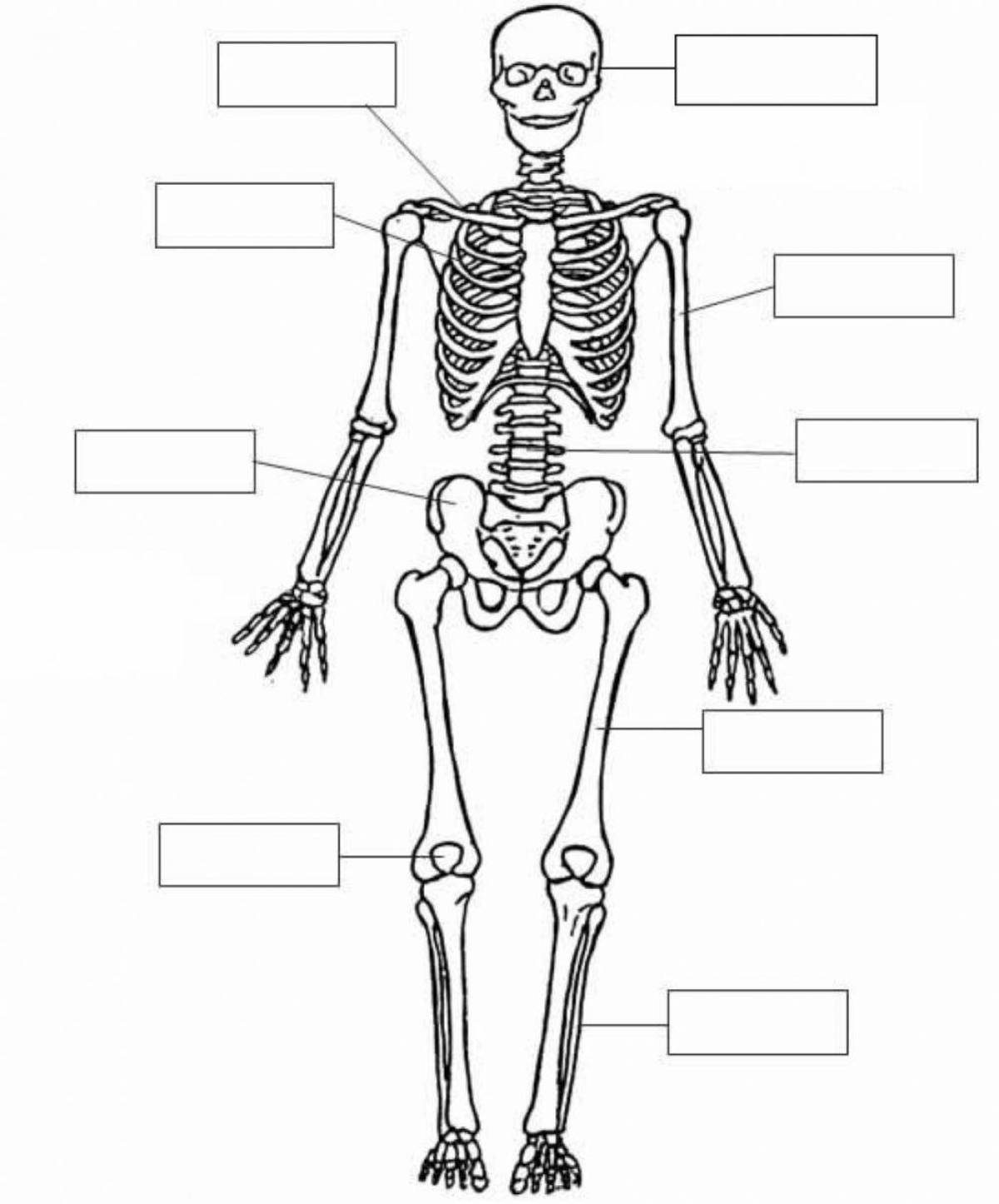 Скелет человека с двух сторон
