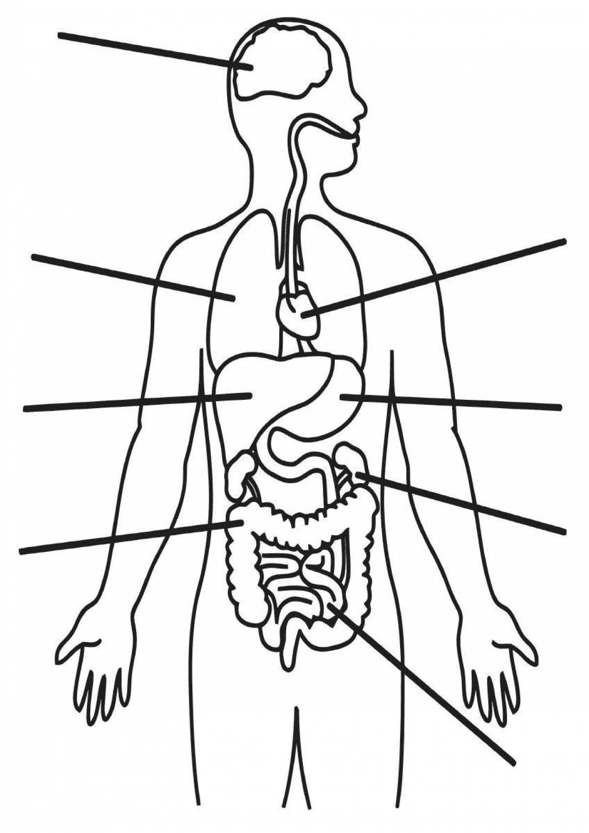 Playful coloring of the structure of the human body Grade 2