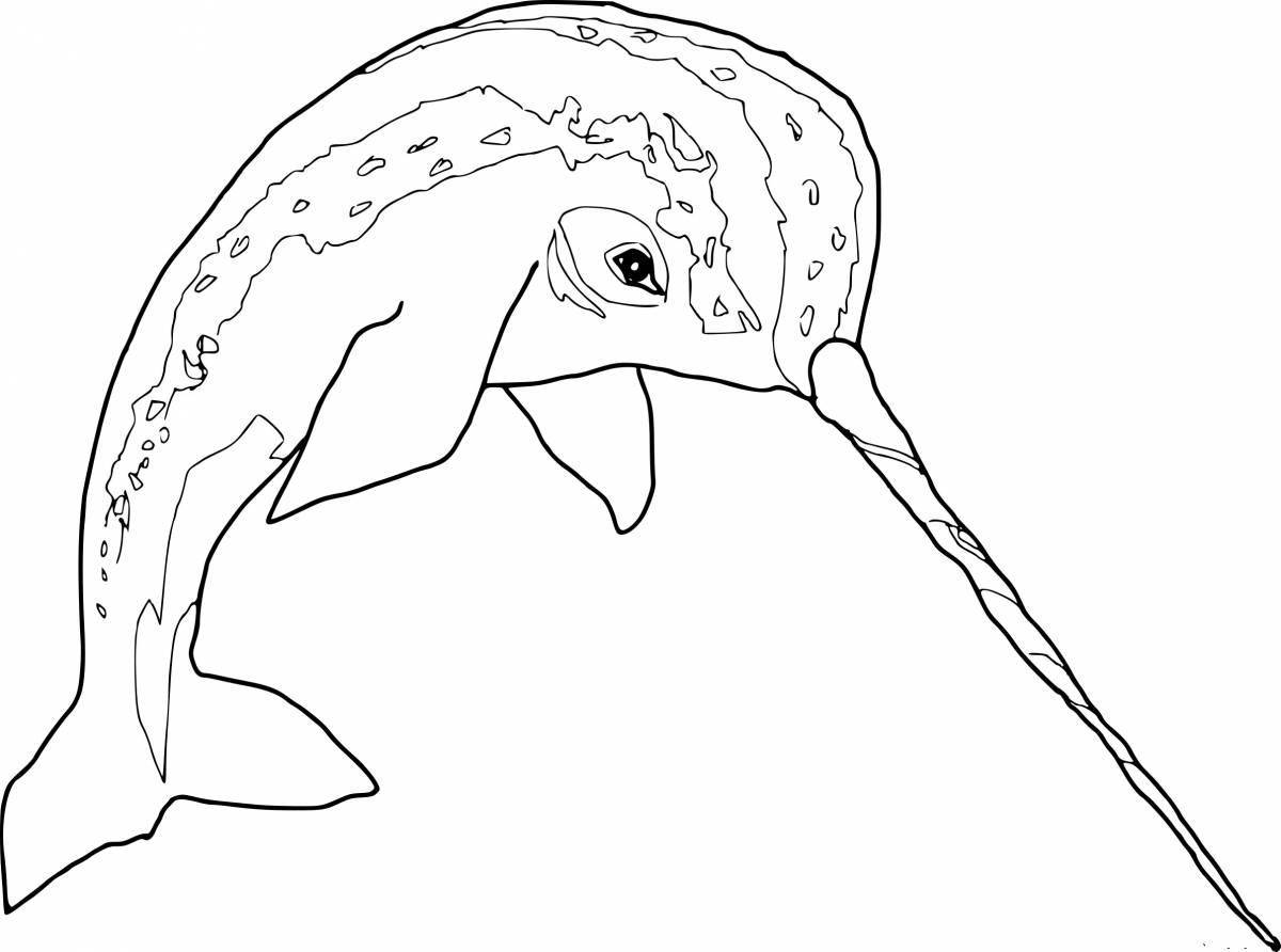 Majestic narwhal coloring book