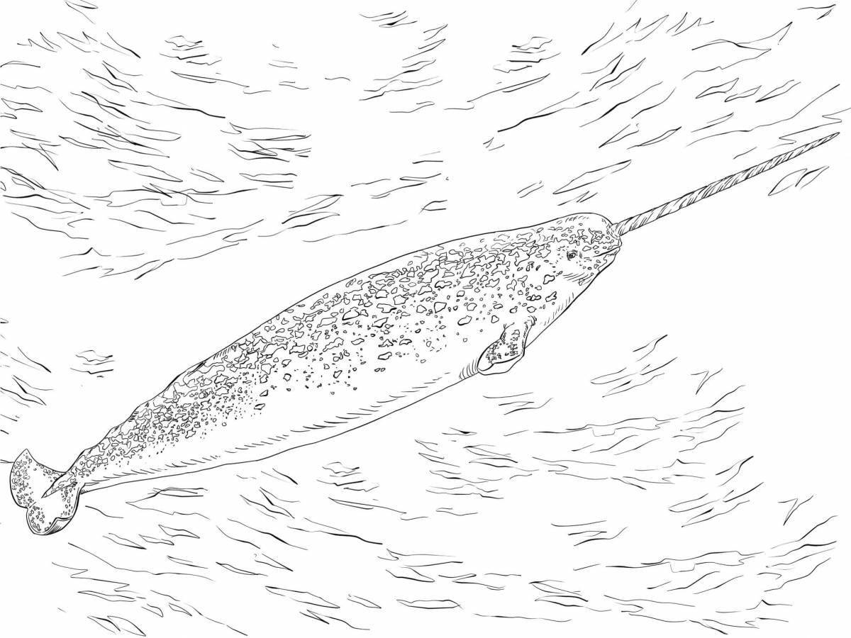 Dazzling narwhal coloring book