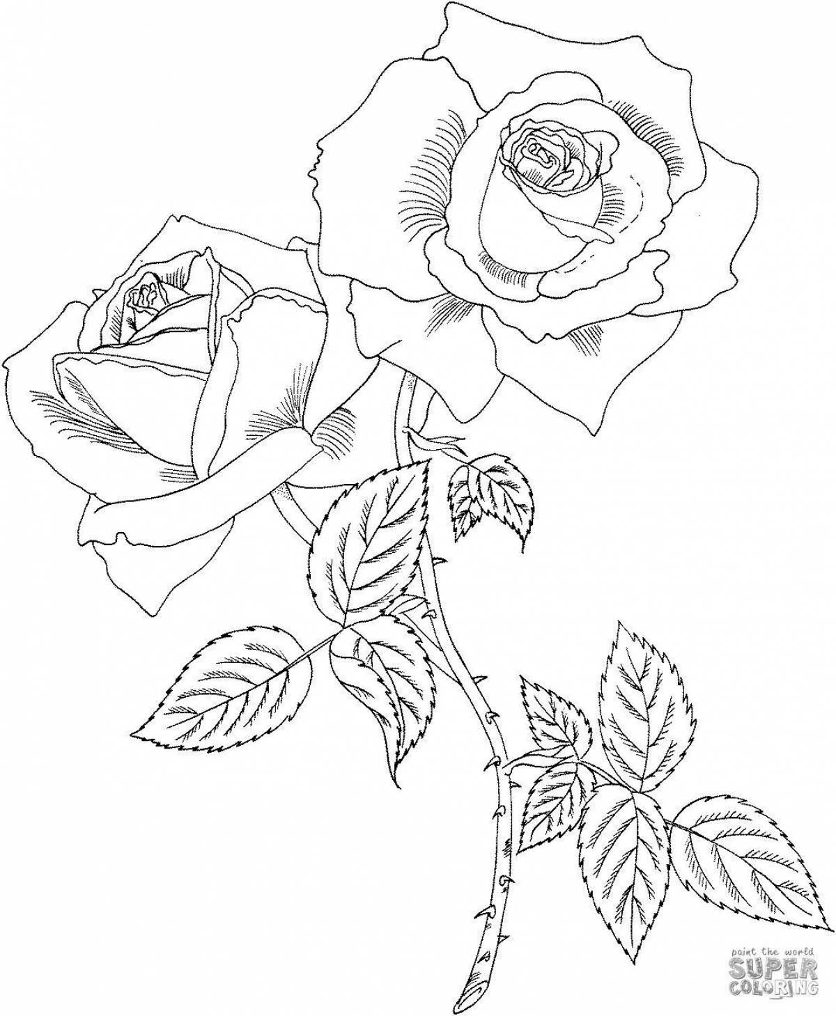 Coloring page gorgeous rose