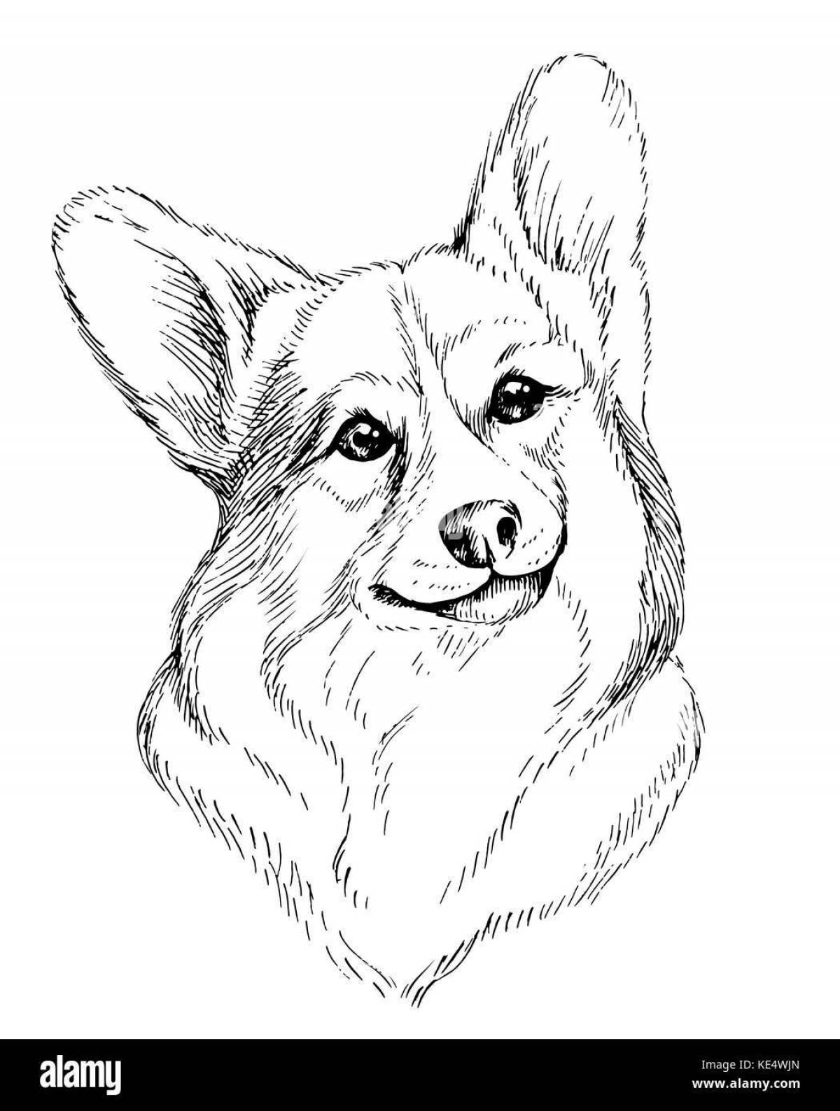 Coloring page joyful corgi dog