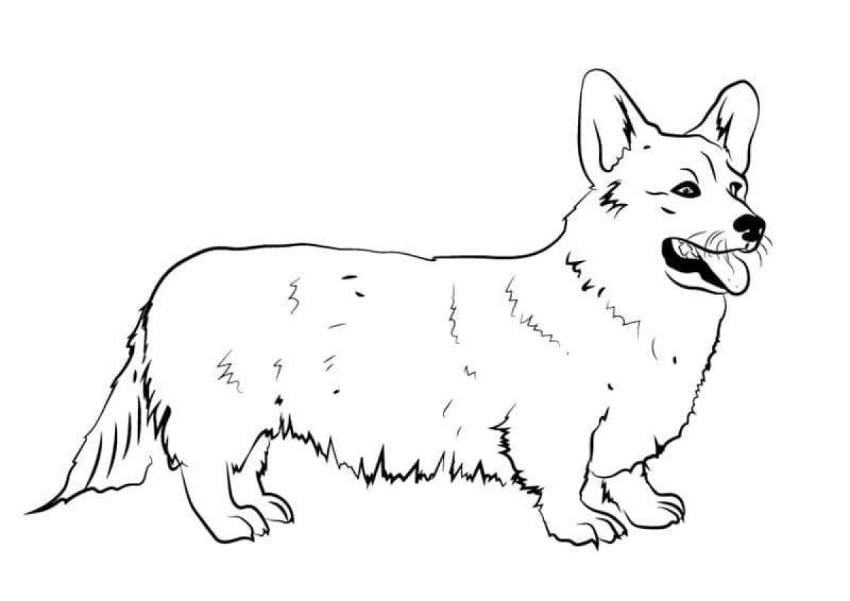 Corgi dog #3