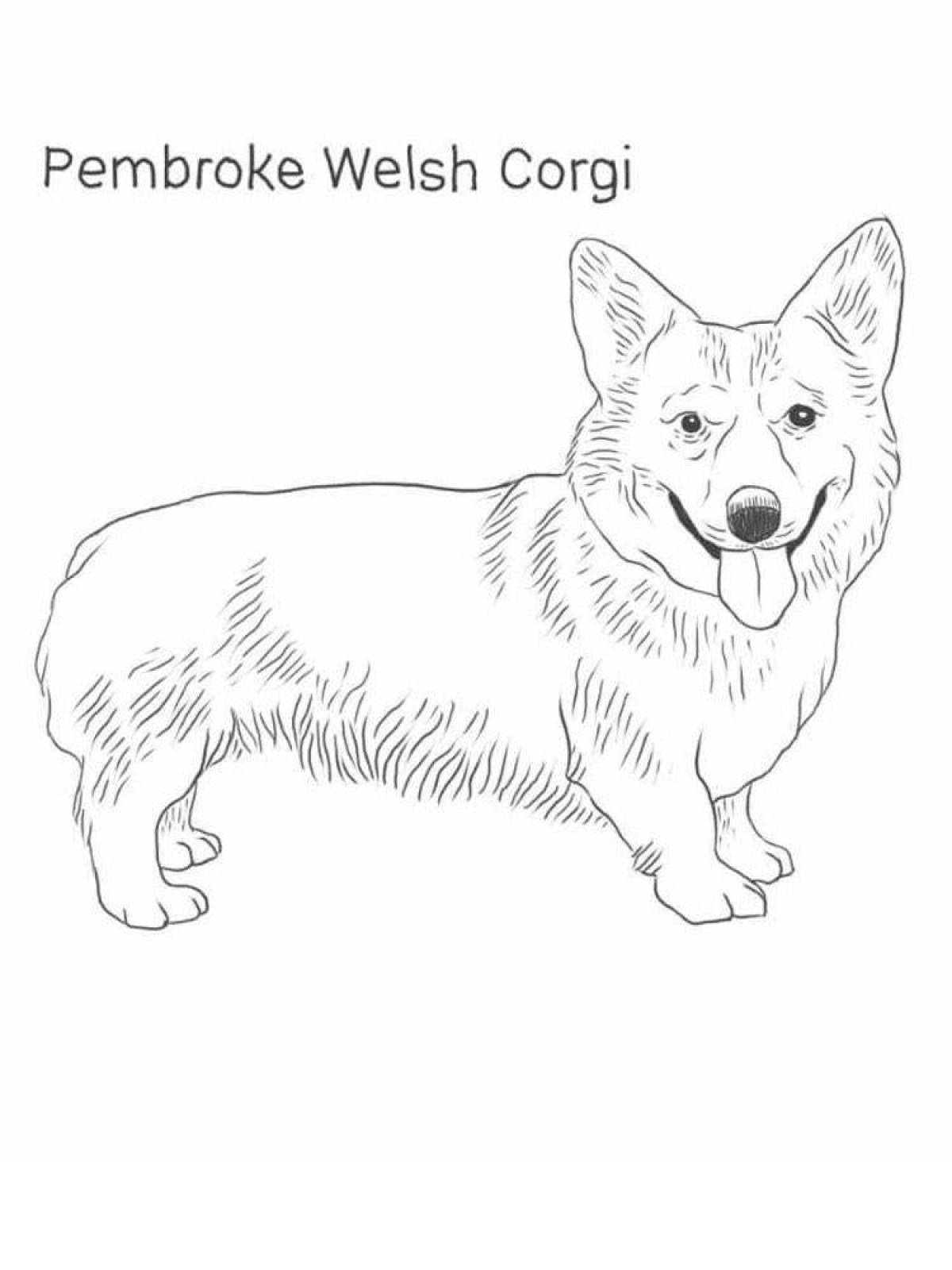 Corgi dog #5