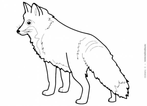 Coloring Pages Fox picture for kids (24 pcs) - download or print for ...