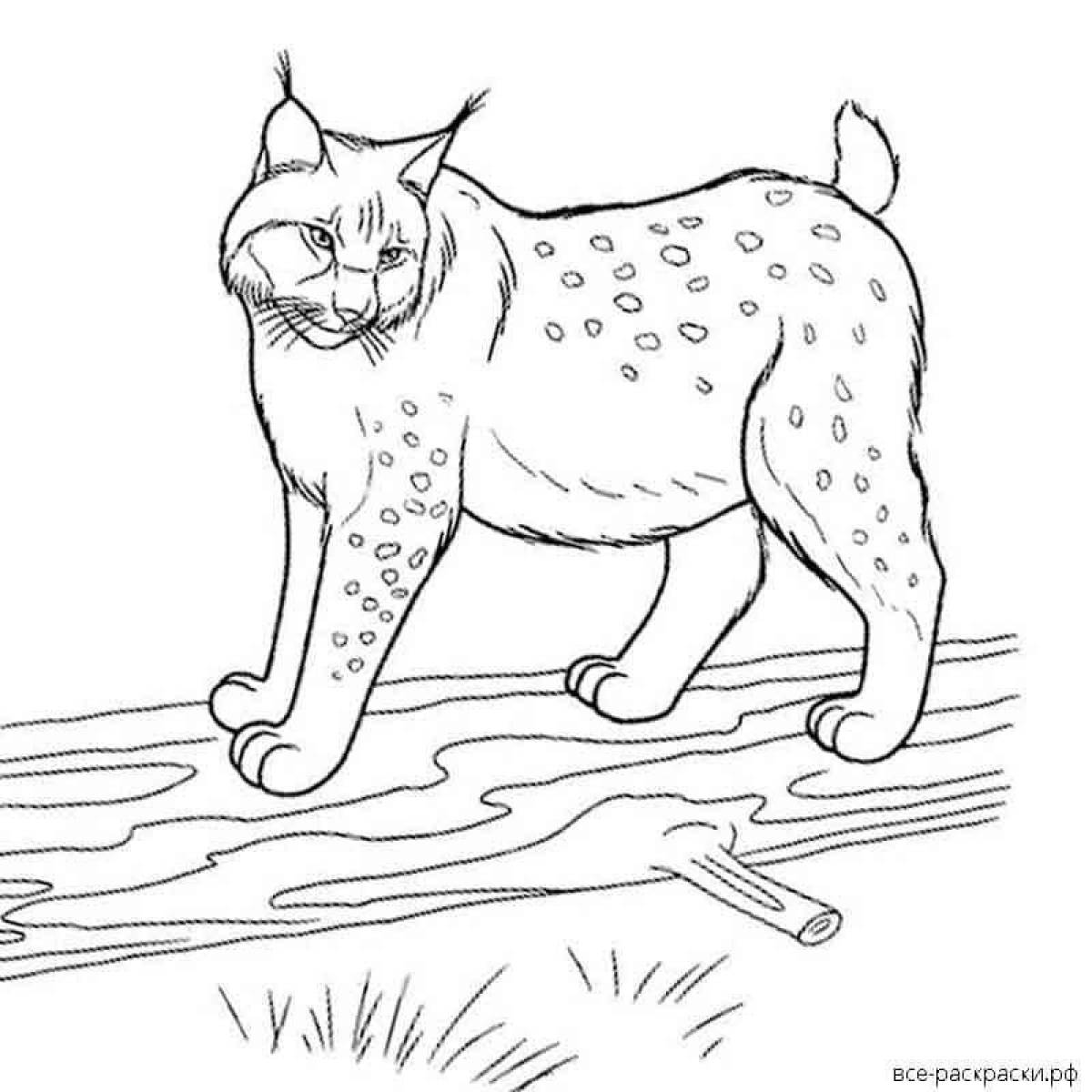 A wonderful lynx coloring book for kids