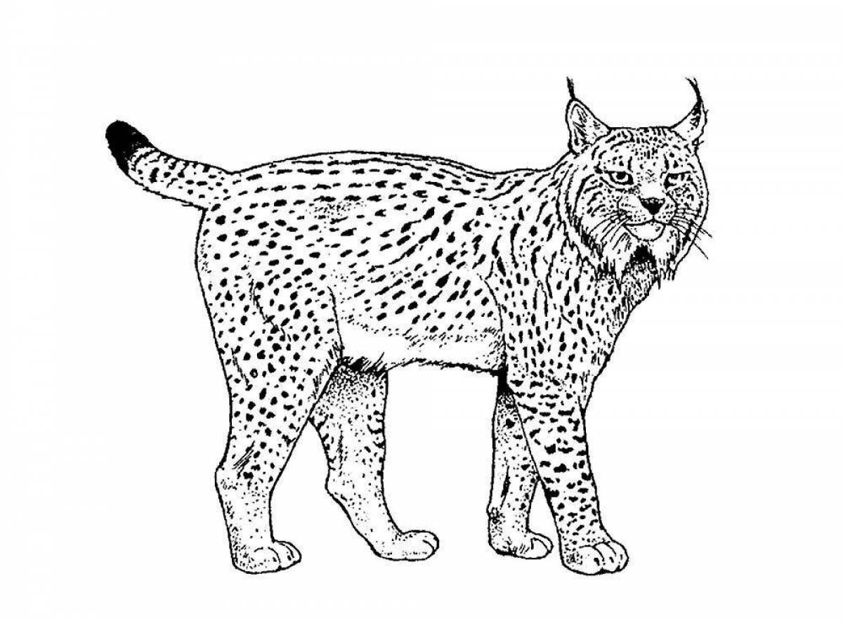 Exquisite lynx coloring for schoolchildren