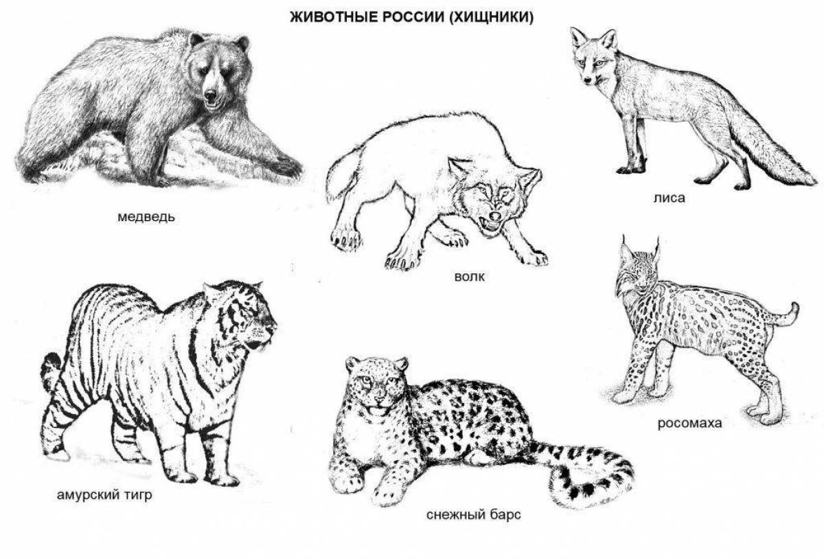 Colorful red book of animals of Russia
