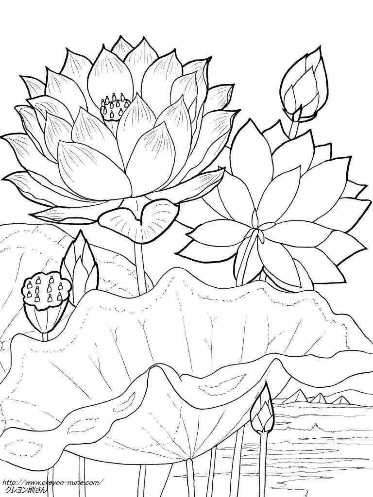 Charming lotus coloring page