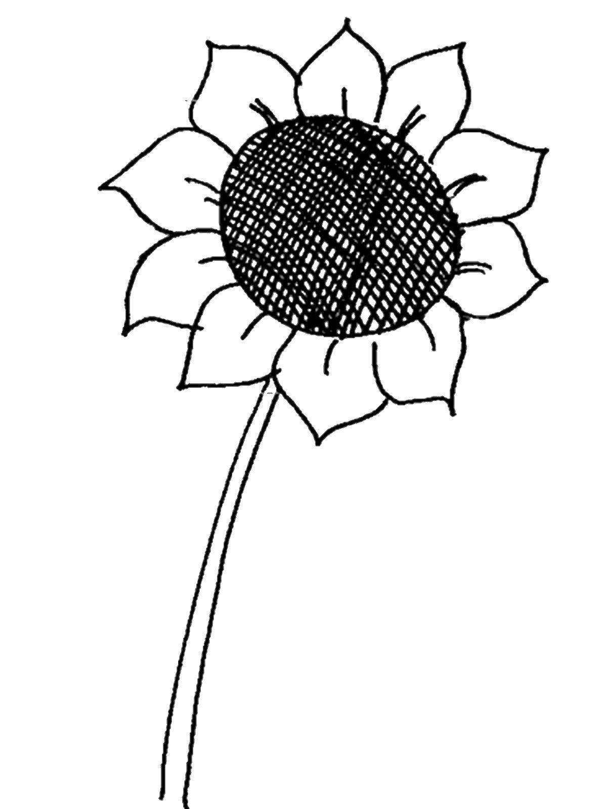 Adorable sunflower coloring book for kids