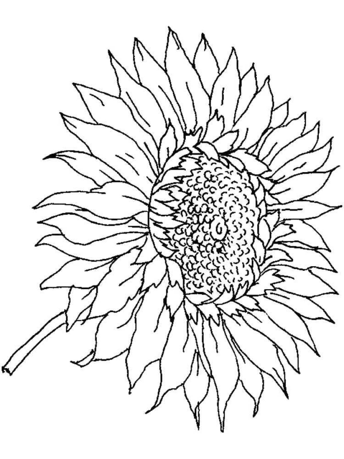 Coloring pages with sunflowers for kids