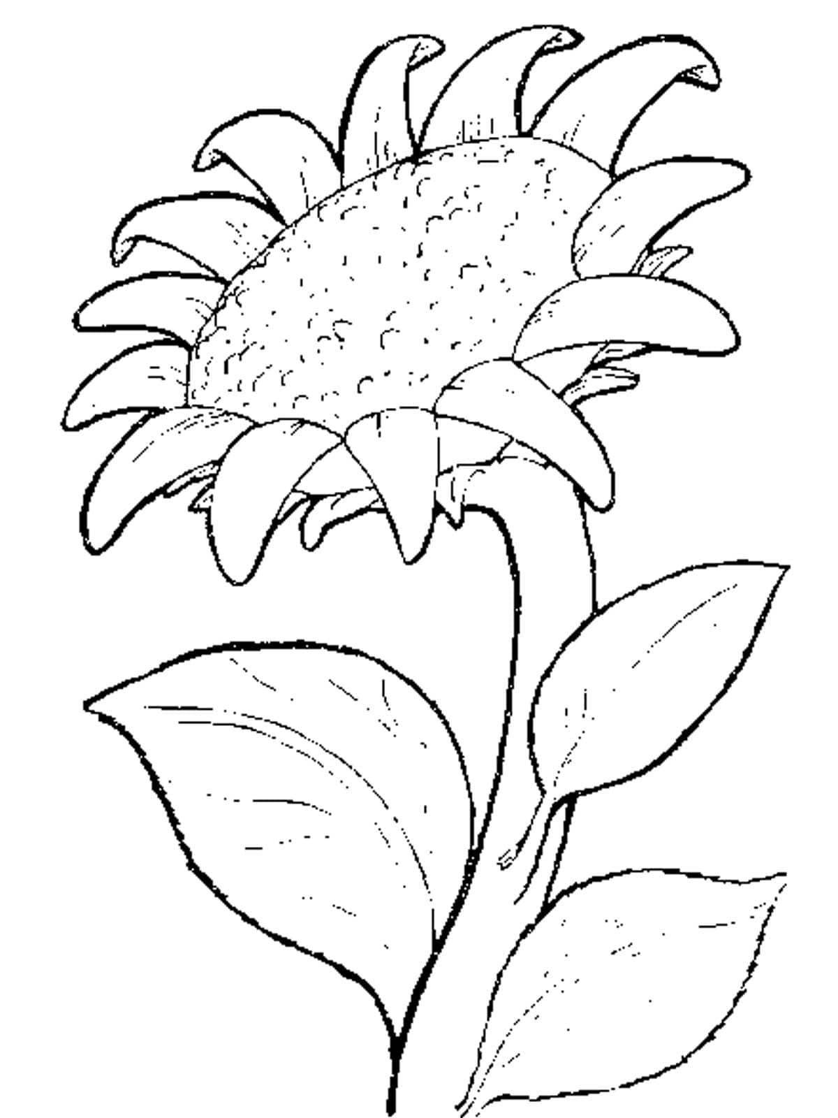 Playful sunflower coloring page for kids