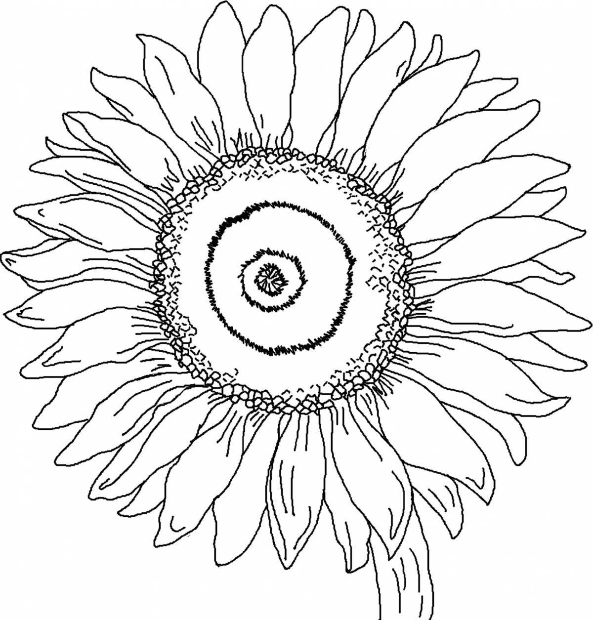 Attractive sunflower coloring book for kids