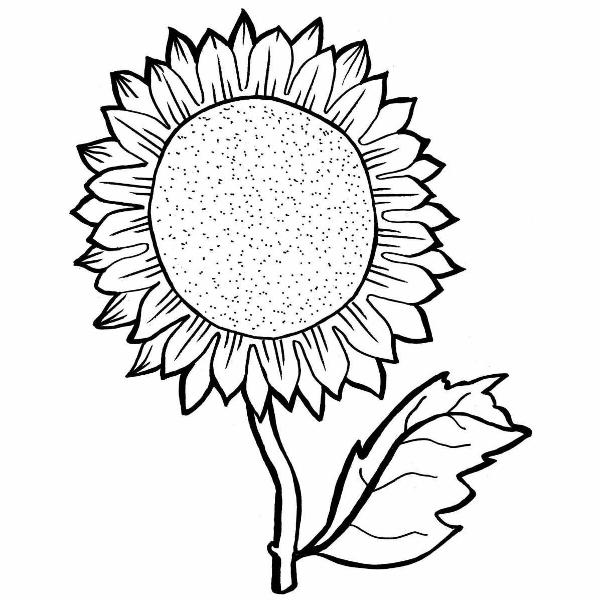 Exquisite sunflowers coloring book for kids