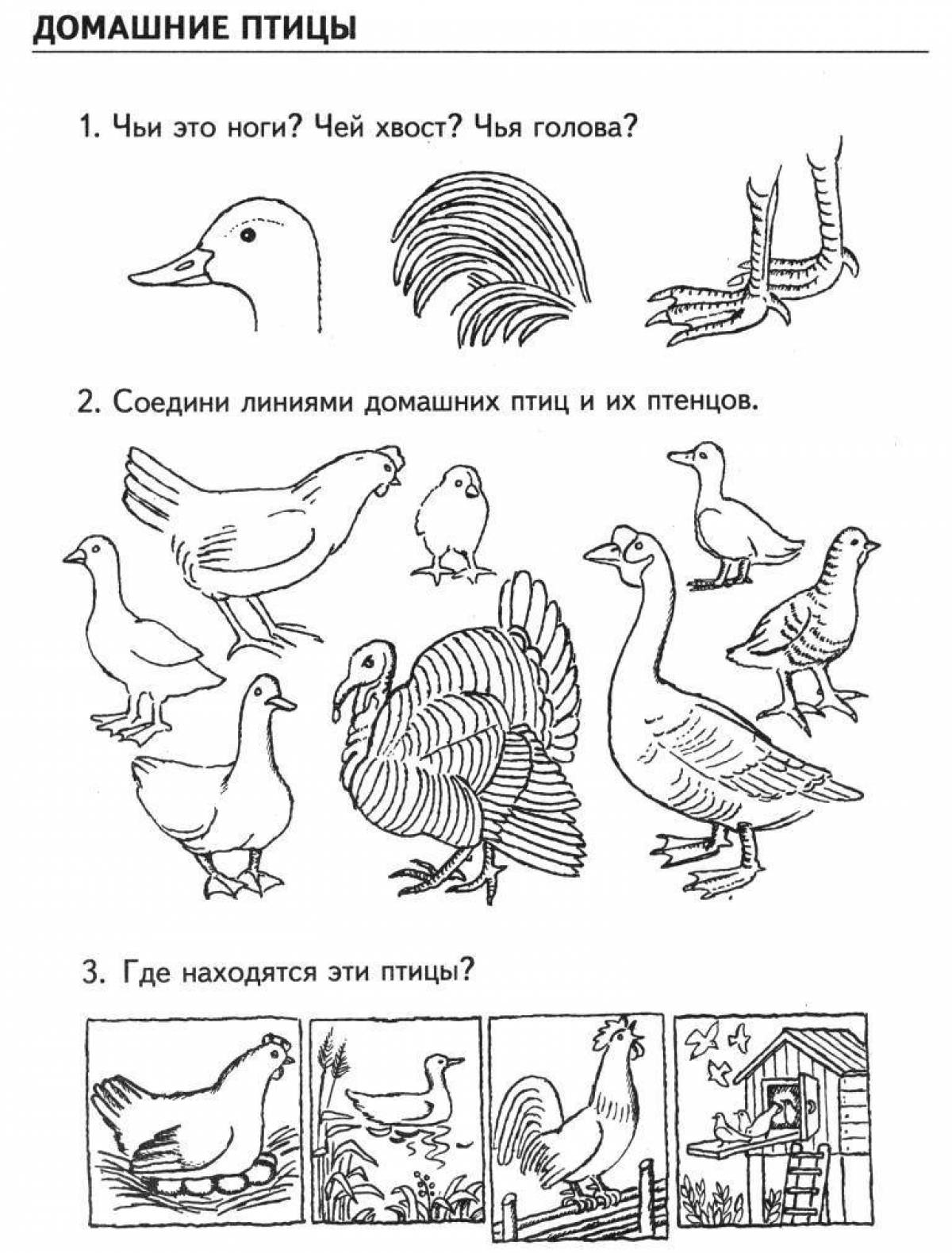 Забавная раскраска птицы для дошкольников