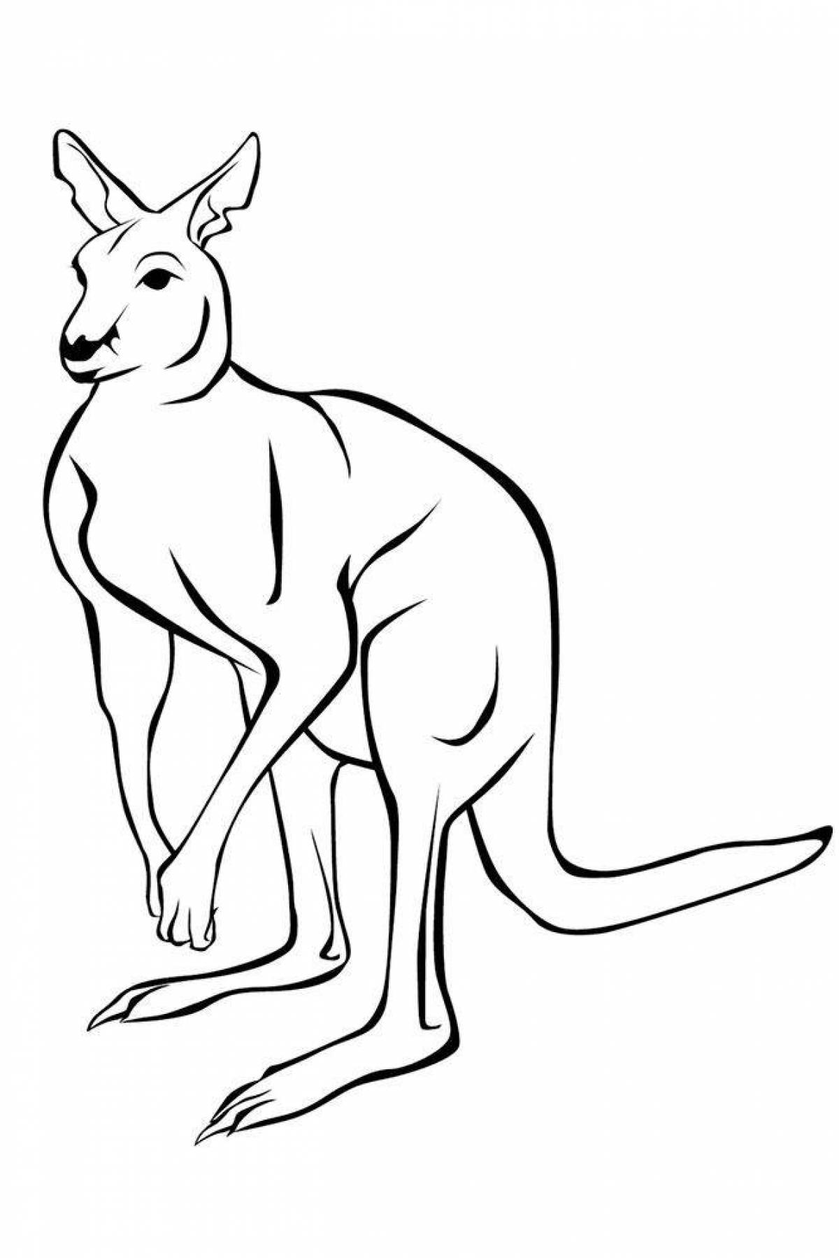Живая раскраска кенгуру для детей