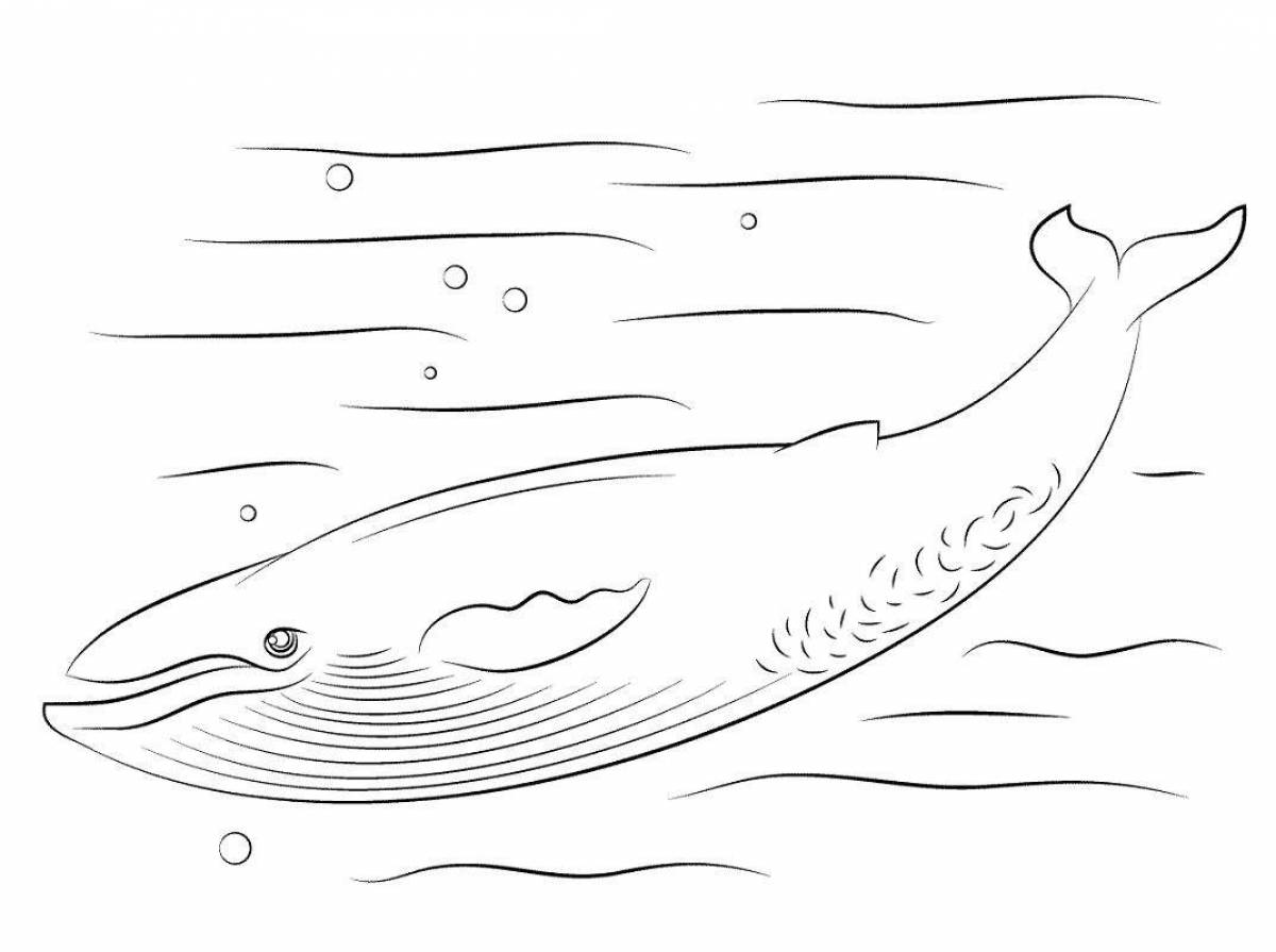 Синий кит раскраска для детей