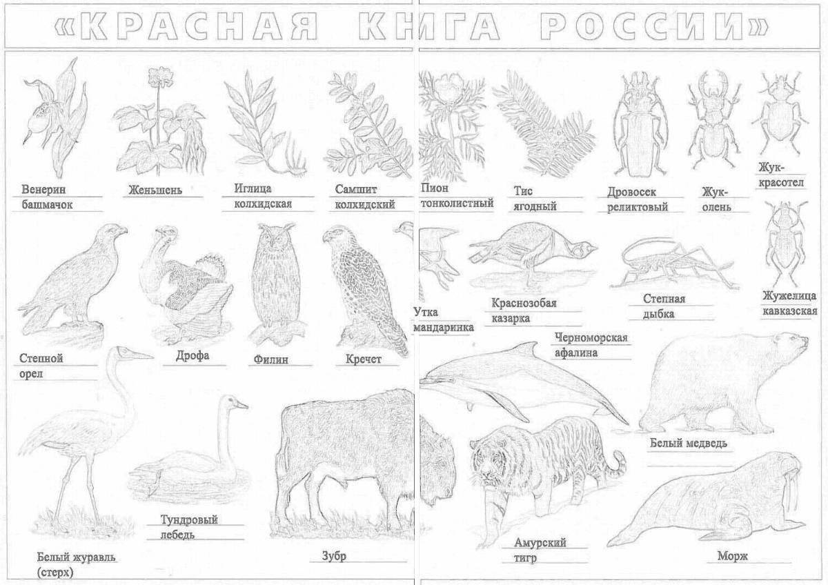 Рисунки растений и животных занесенных в красную книгу