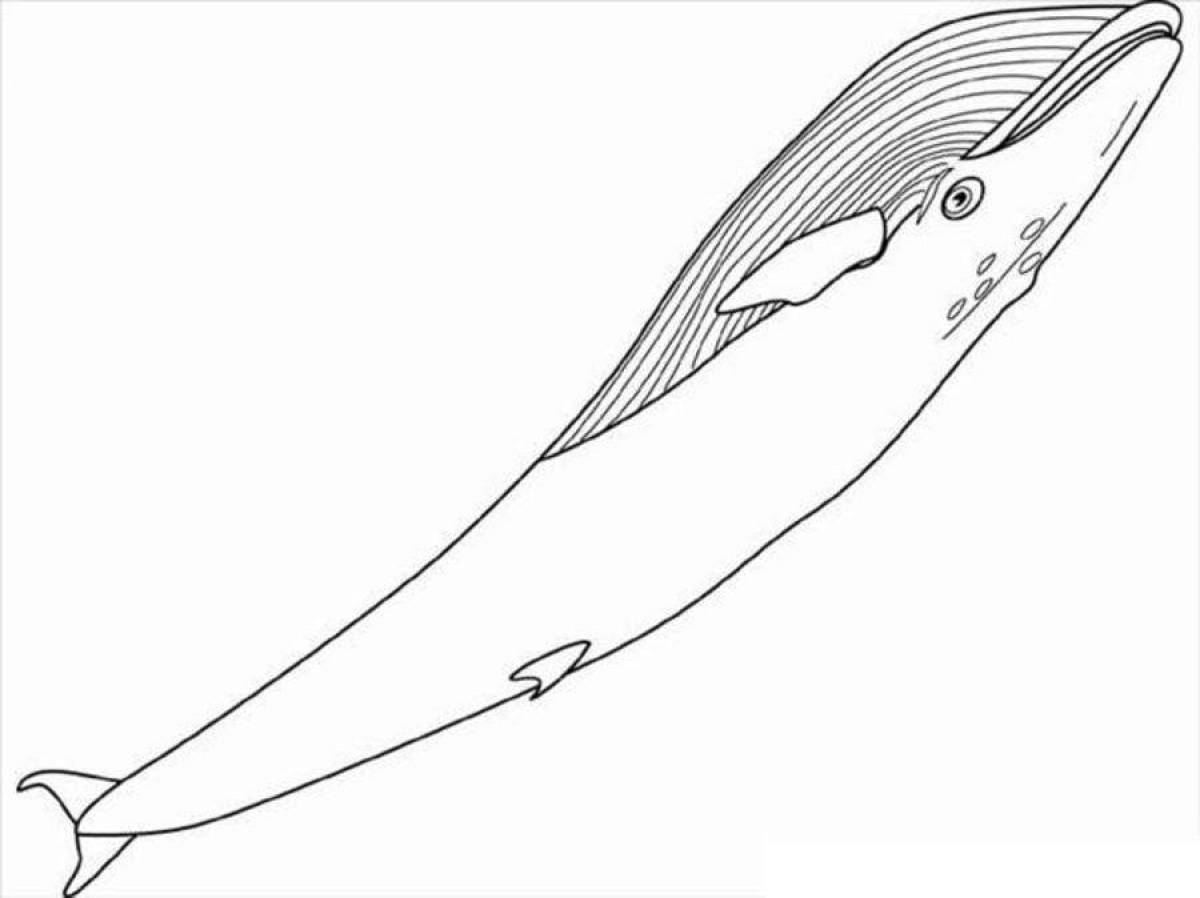 Gorgeous blue whale coloring page