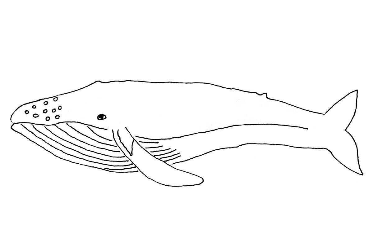Awesome Blue Whale Coloring Page