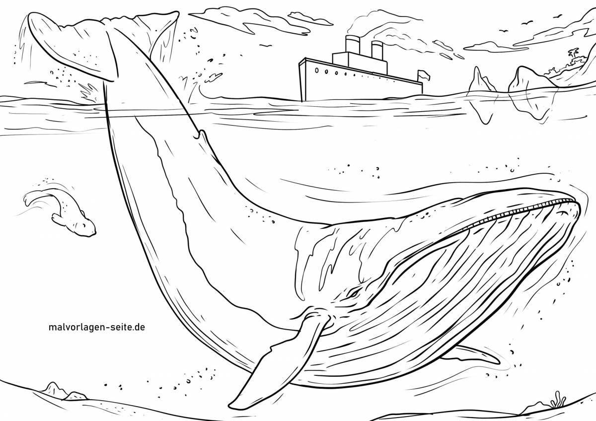 Раскраска элегантный синий кит