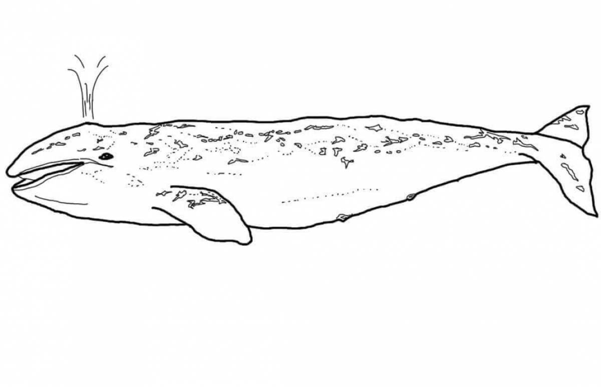 Coloring book dazzling blue whale