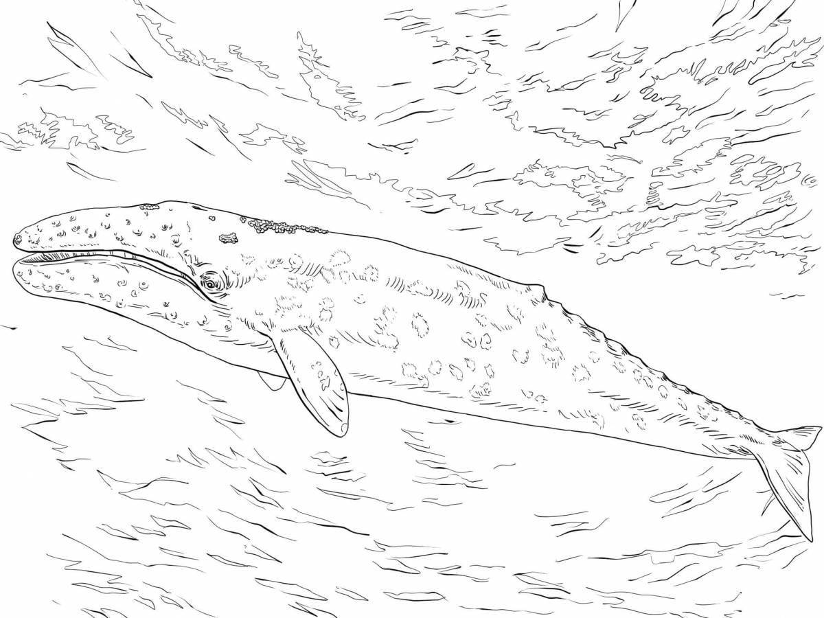 Rampant blue whale coloring page