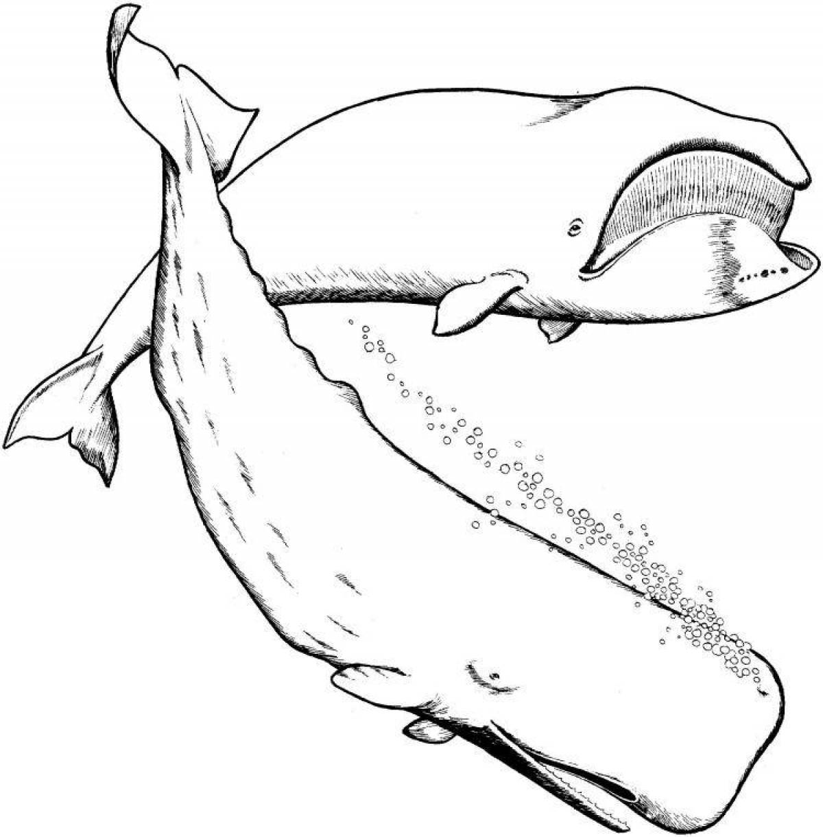 Безупречная страница раскраски синего кита