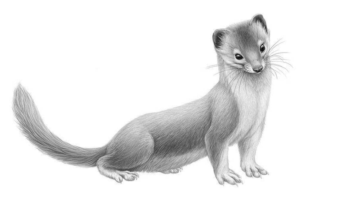 Animated stoat coloring page