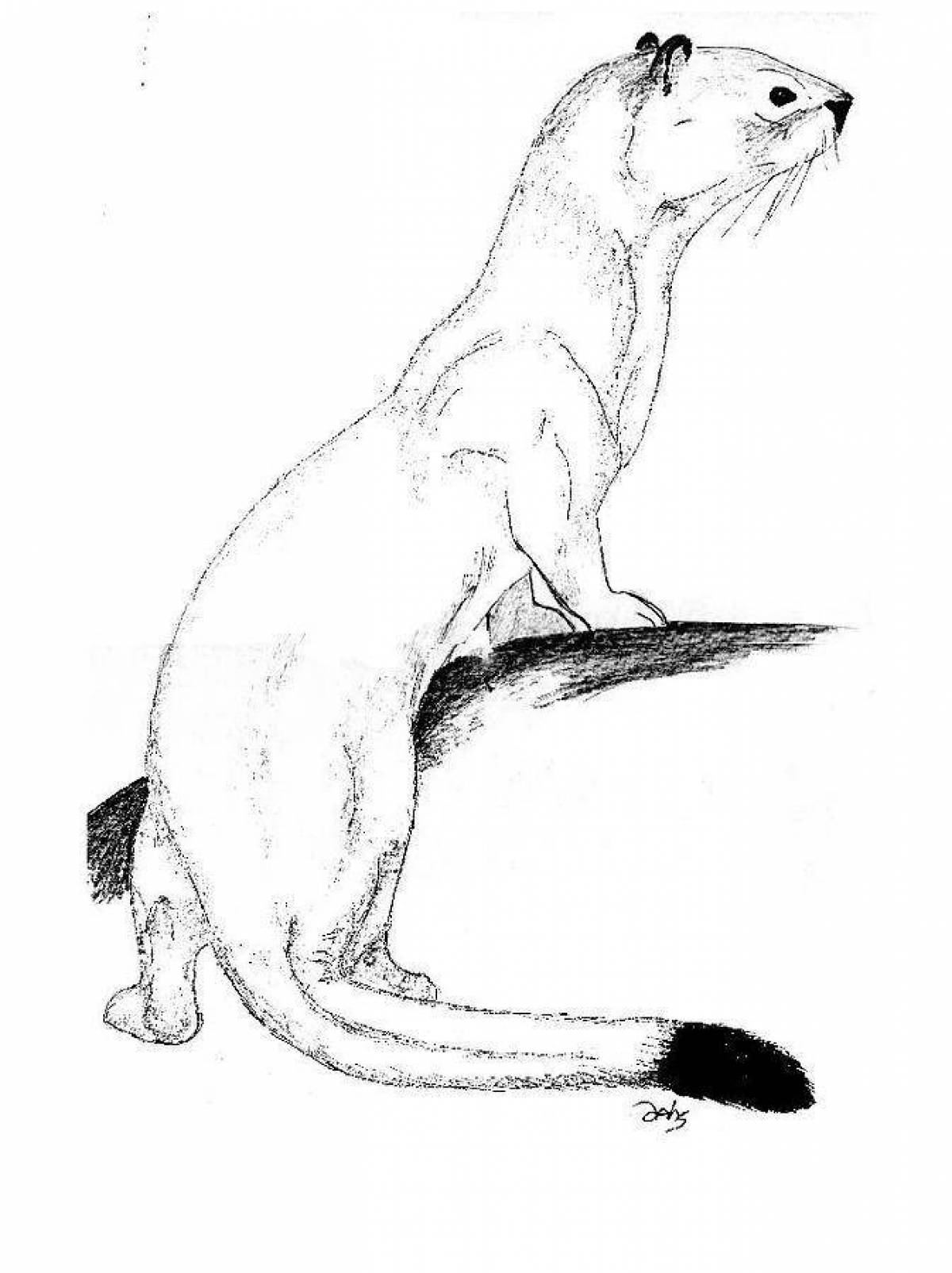 Coloring page magical stoat